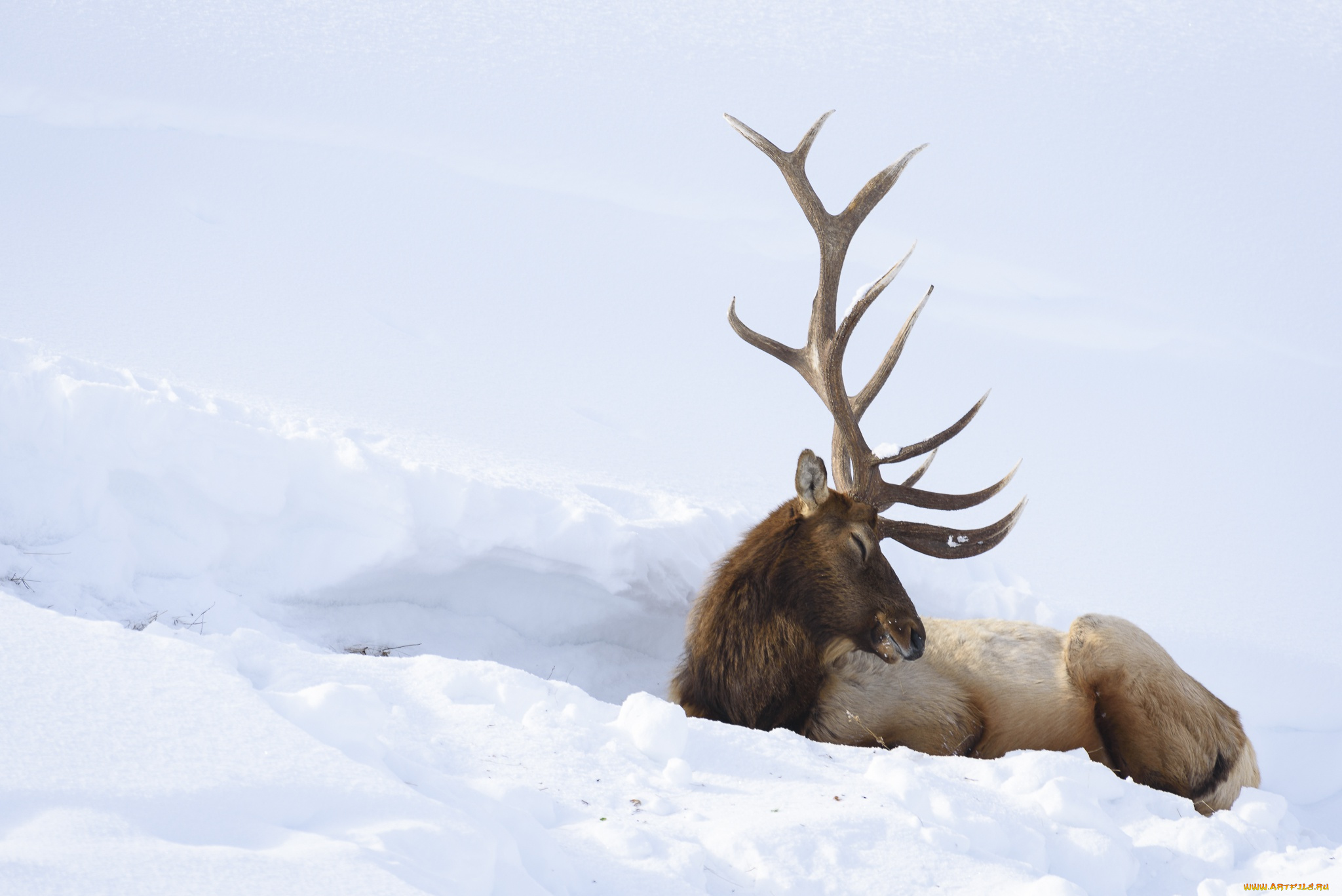 животные, олени, снег, олень, зима