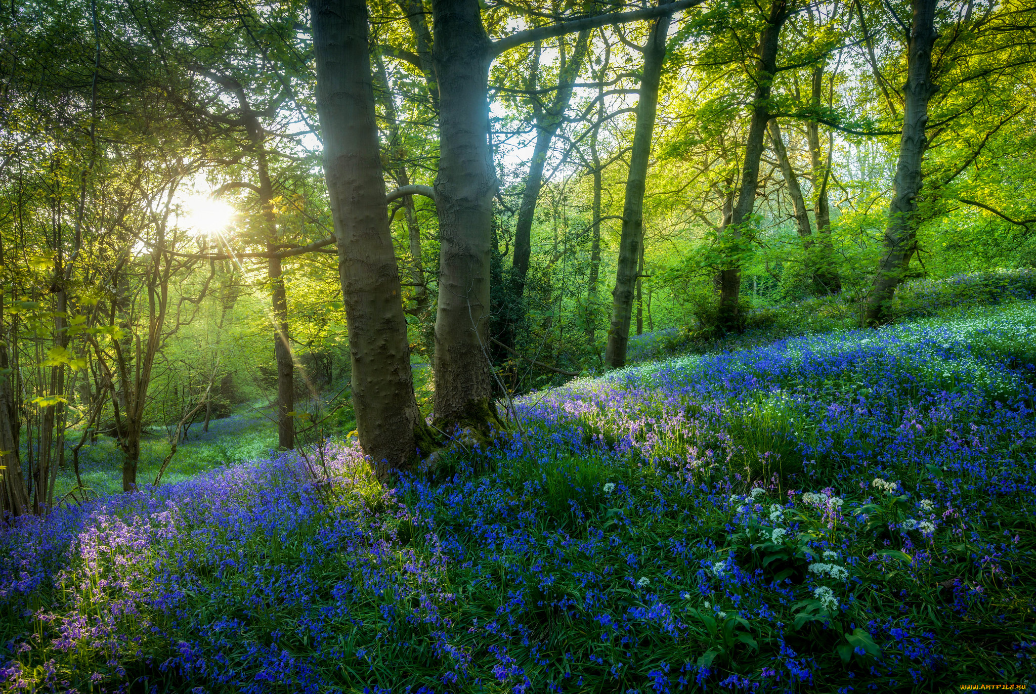 природа, лес, простор