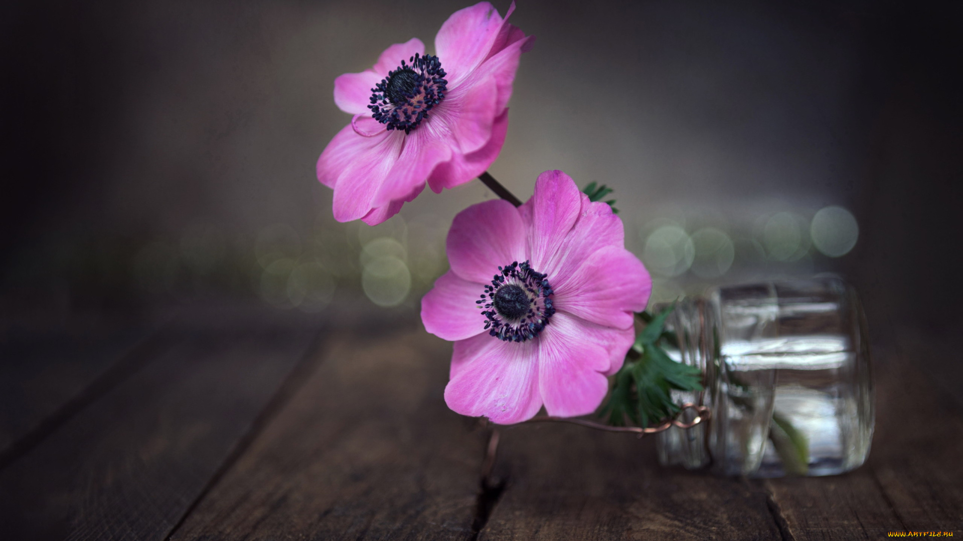 цветы, анемоны, , сон-трава