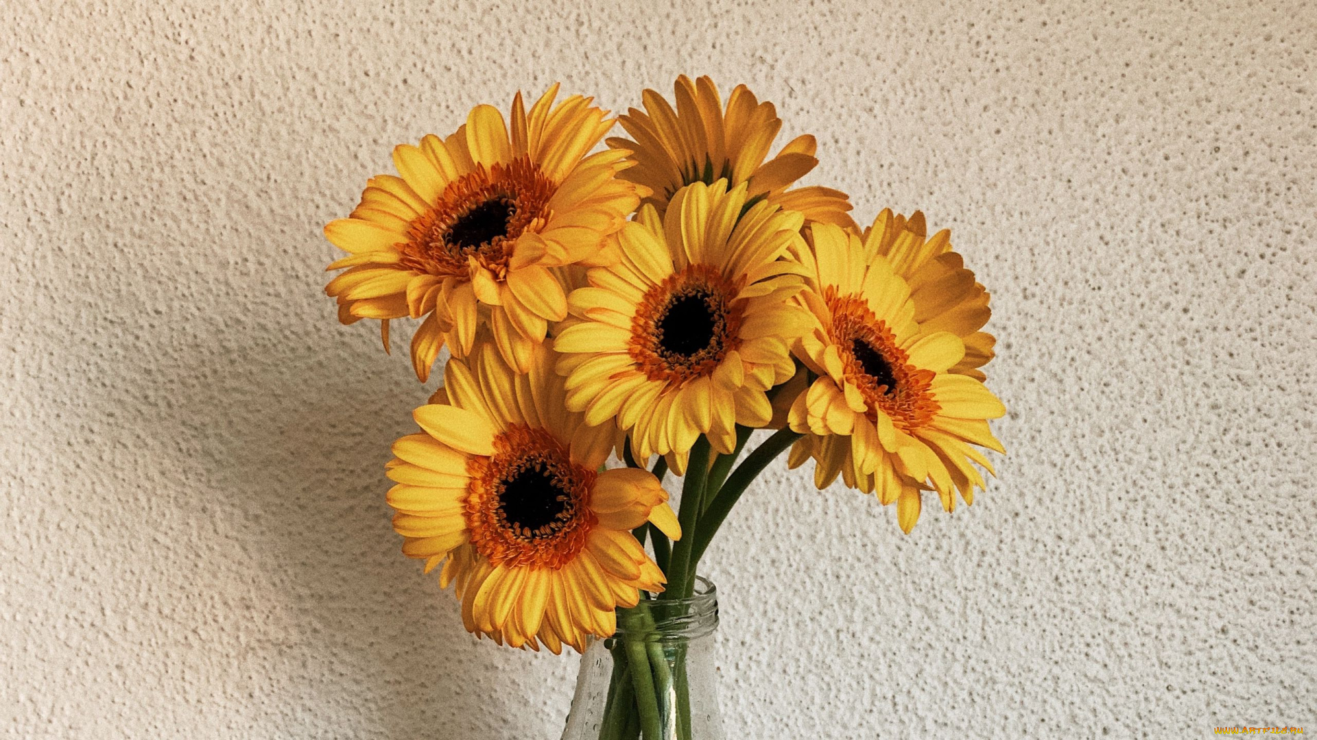 цветы, герберы, желтые