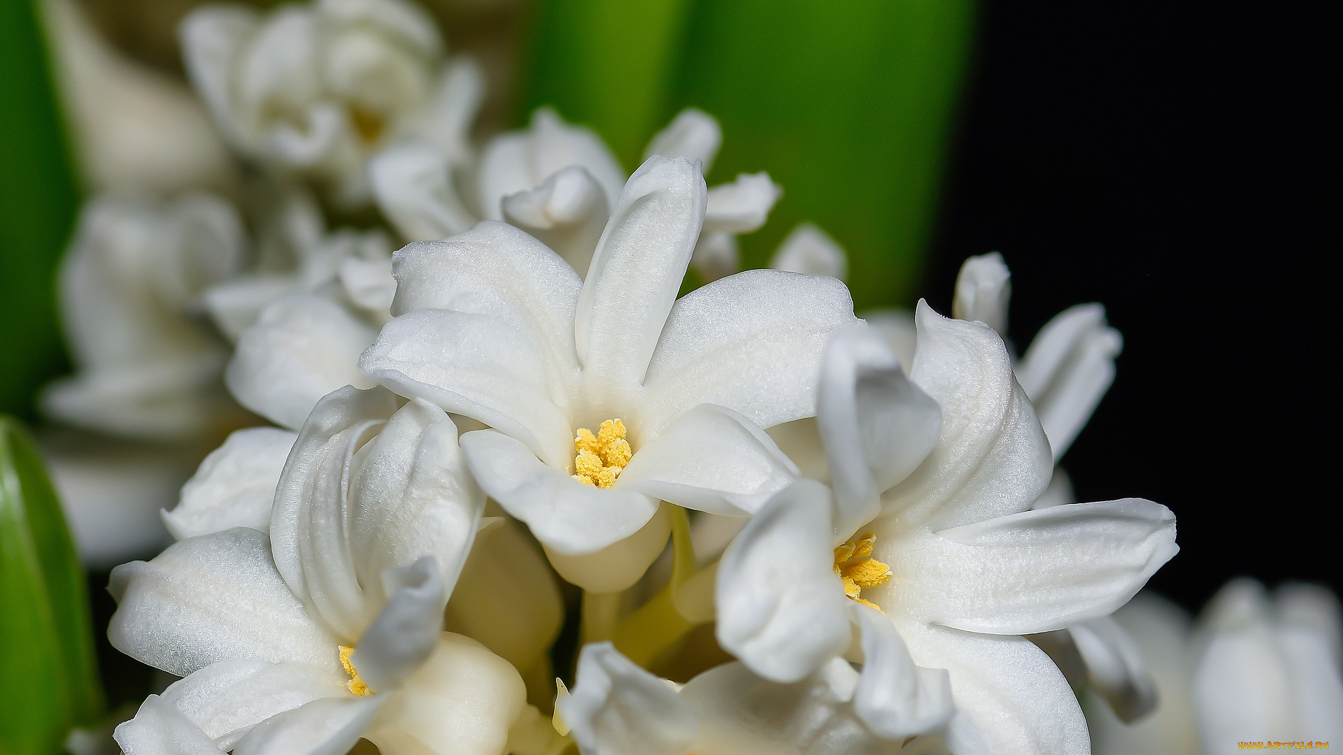 цветы, гиацинты, гиацинт, цвести, аромат, комнатное, растение