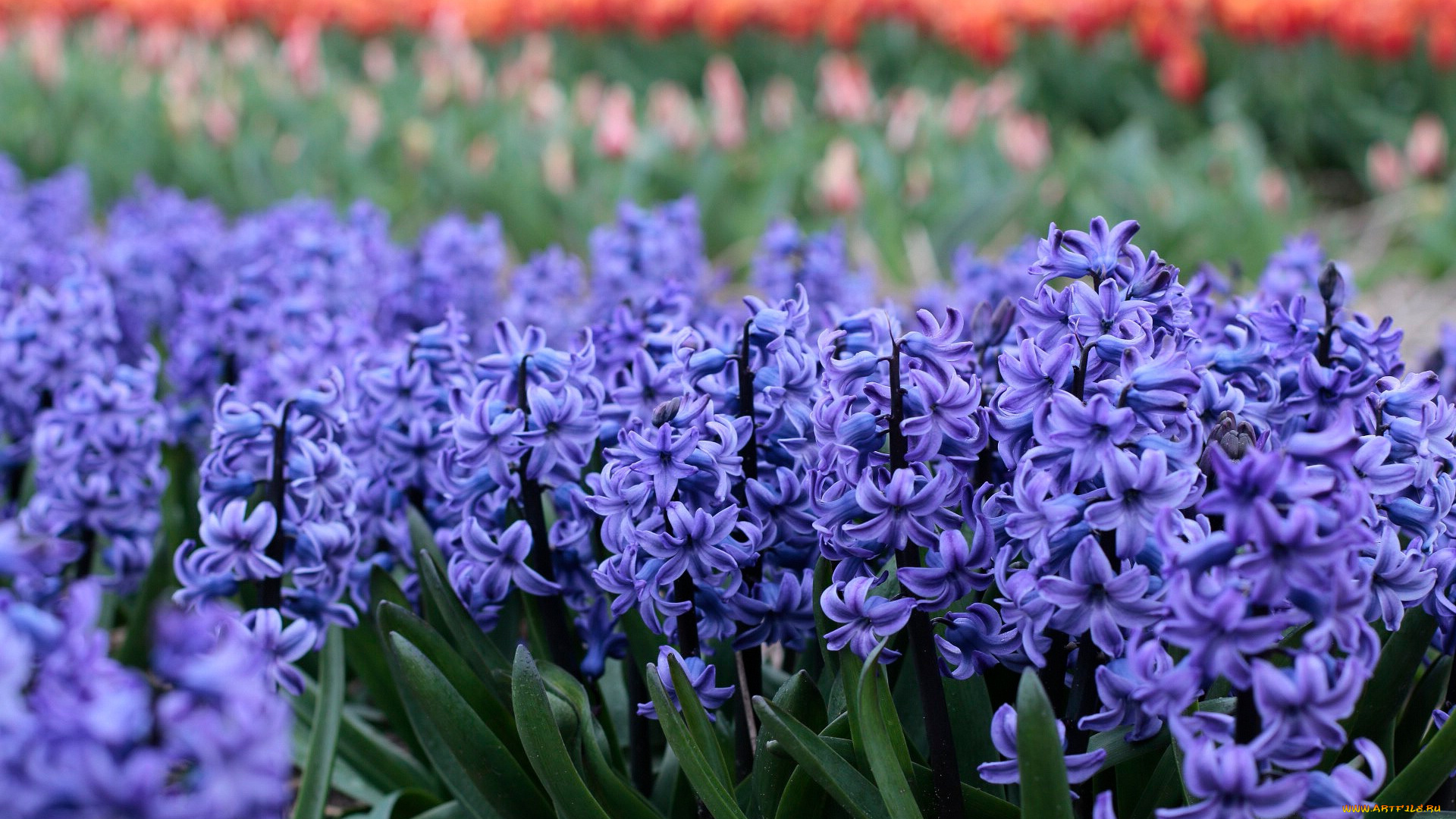 цветы, гиацинты, синий