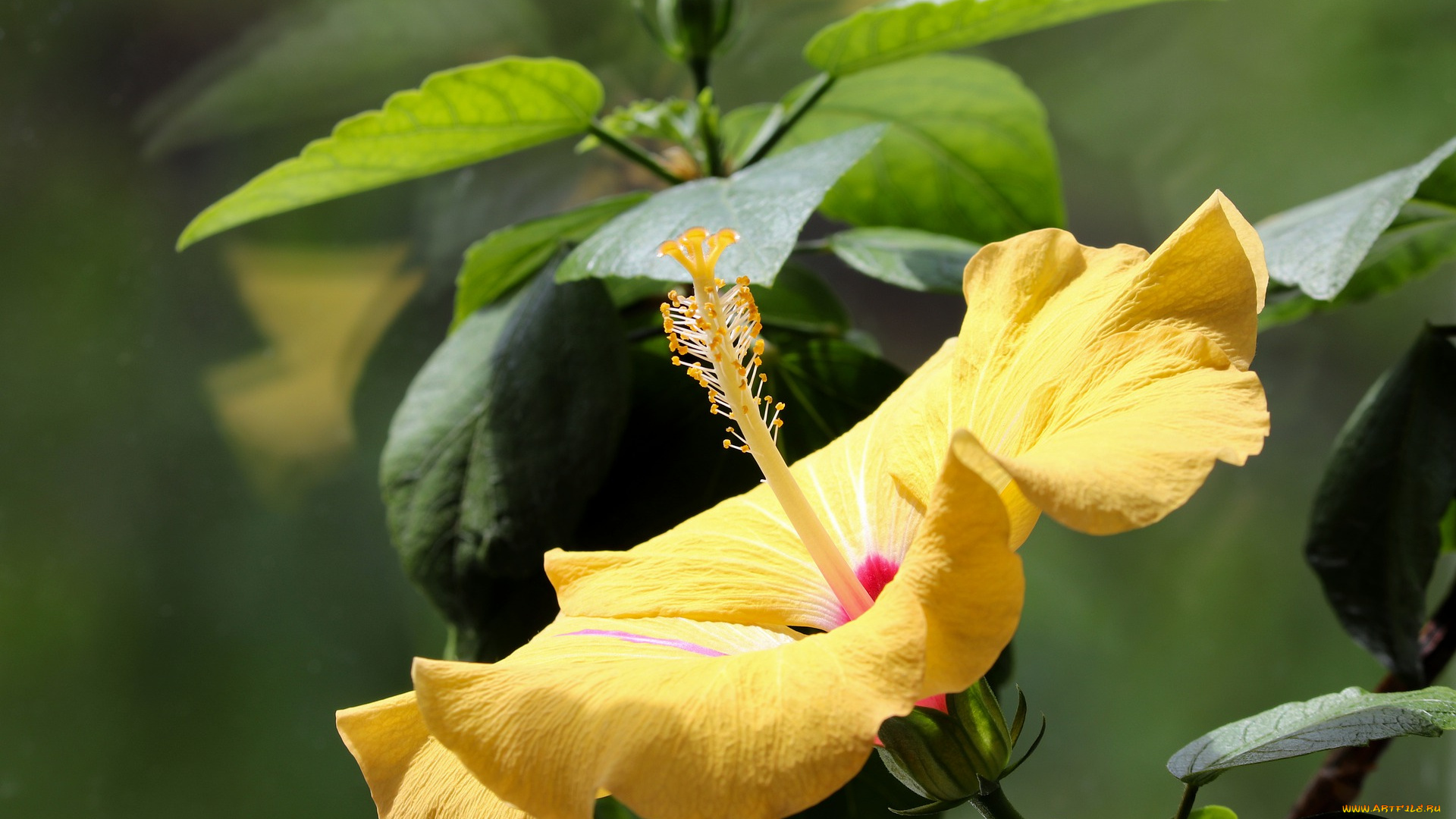 цветы, гибискусы, цвести, жёлтый, цветок, мальва, мальвовые