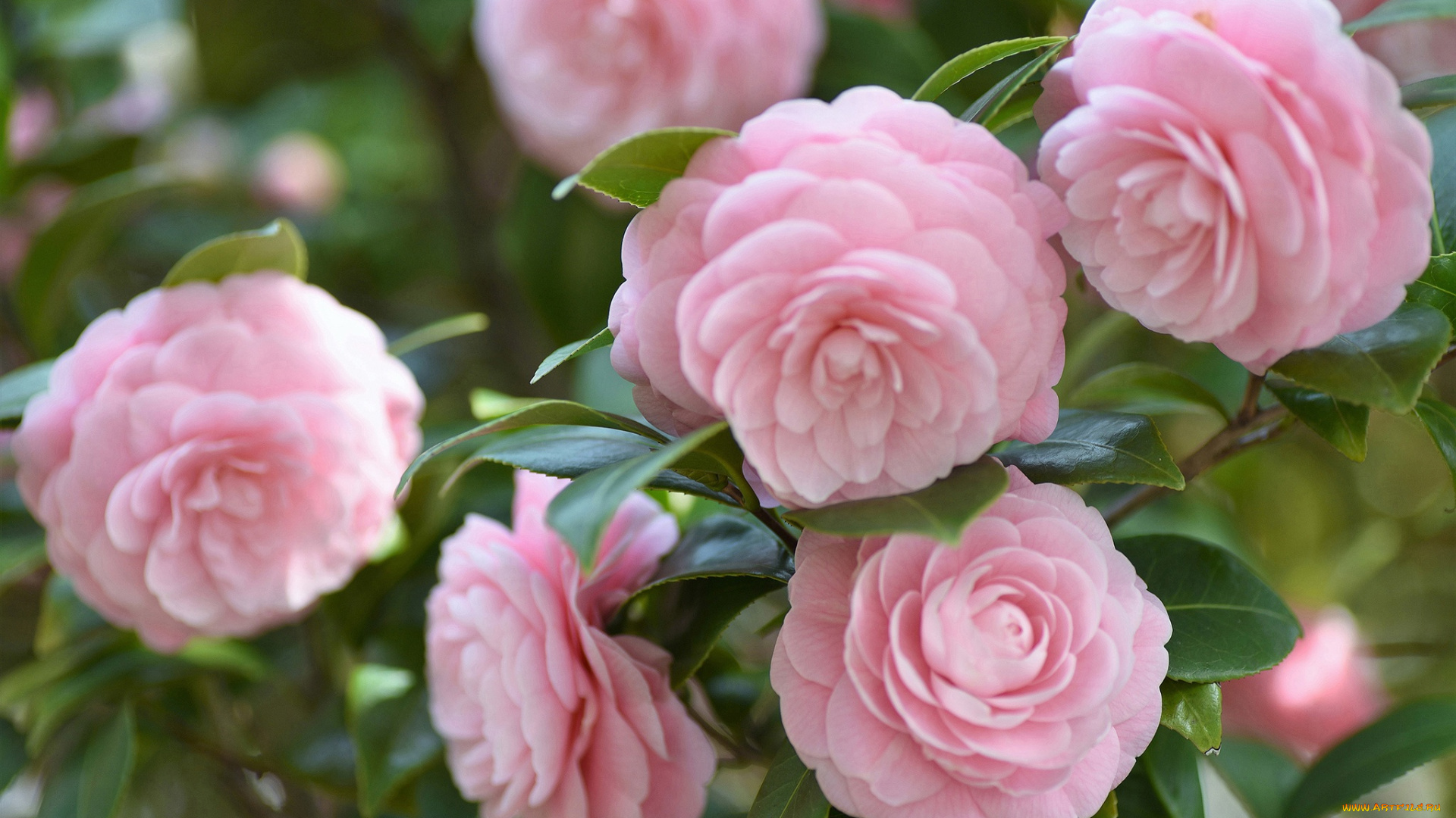 цветы, камелии, камелия, весна, цветение