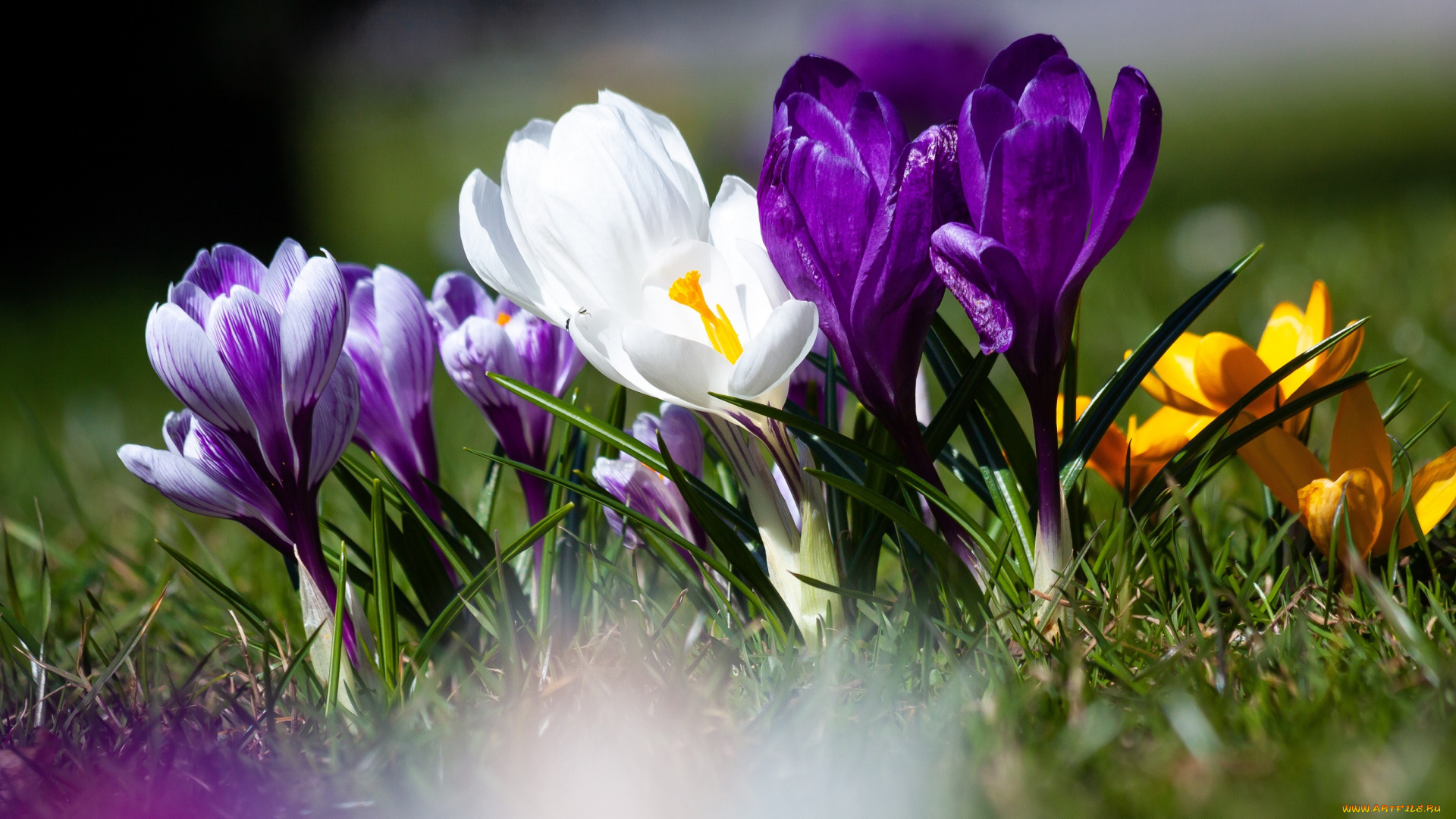 цветы, крокусы, весна, крокус, цвести, цветок, флора, цветение, природы
