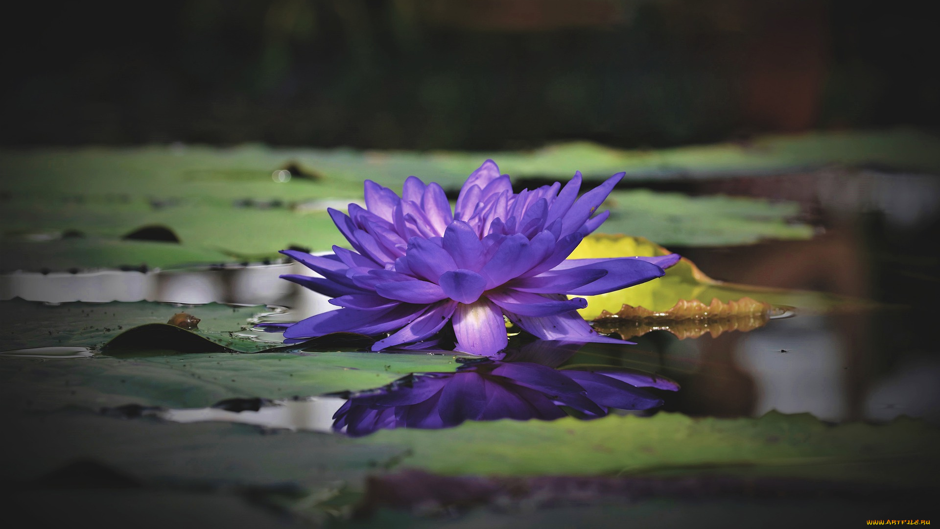 цветы, лилии, водяные, , нимфеи, , кувшинки, водяная, лилия, пруд, озеро, кувшинки, цветок