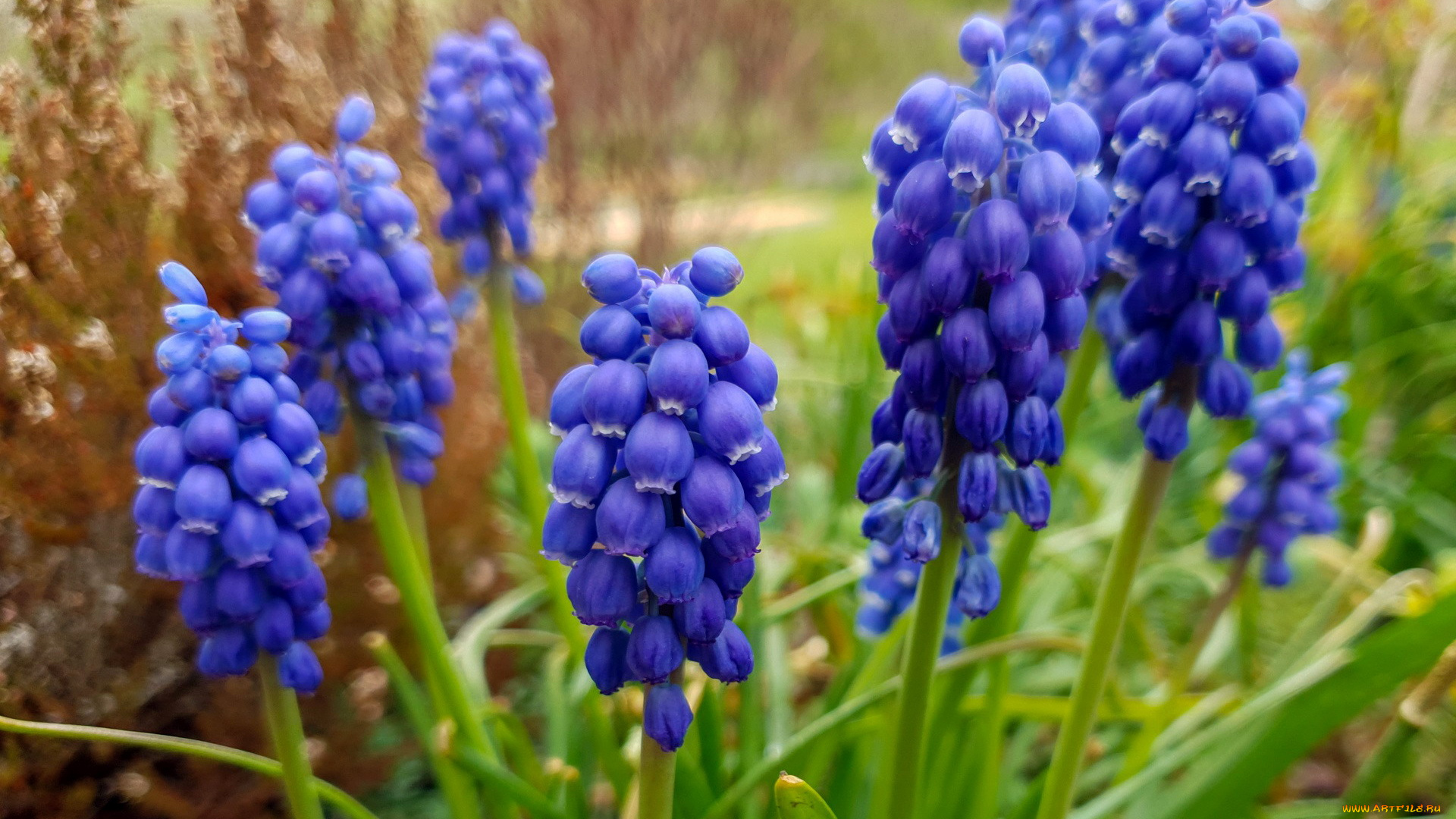 цветы, мускари, синий