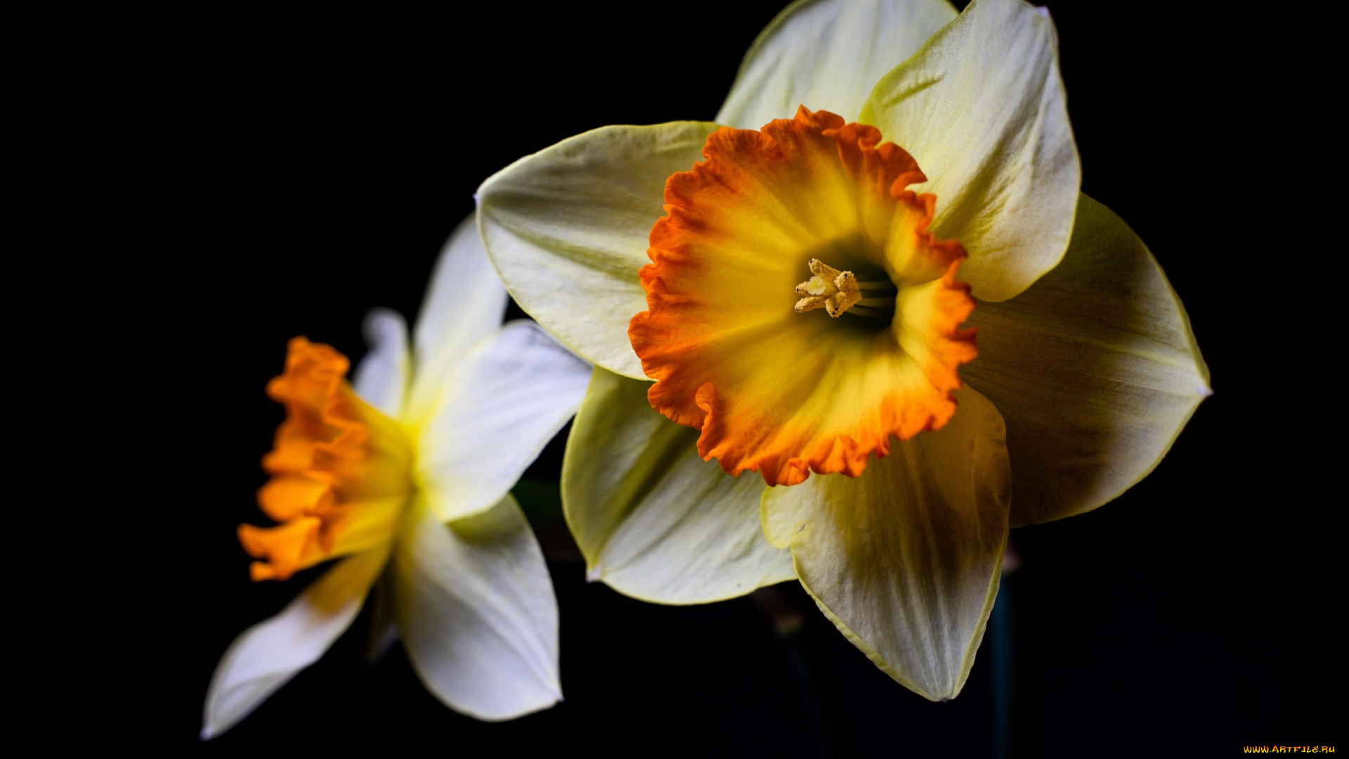 цветы, нарциссы, макро