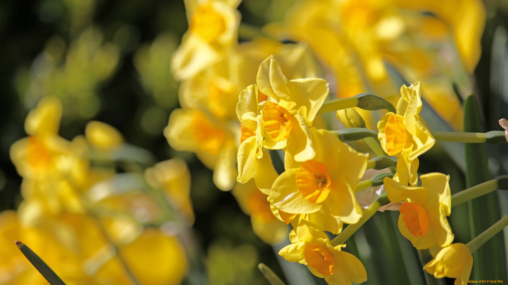 цветы, нарциссы, osterglocken, весна, жёлтый, весенние