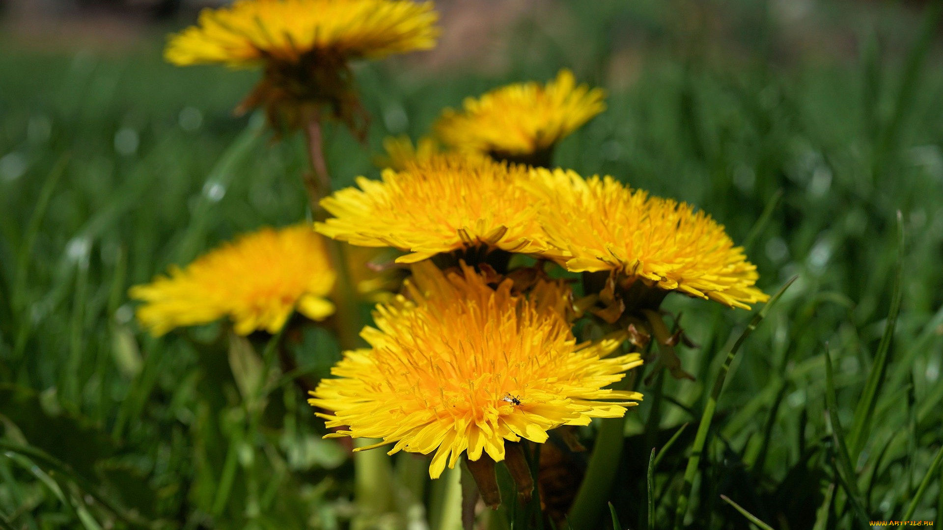 цветы, одуванчики, одуванчик, весна, луг, цветок, жёлтый, поле