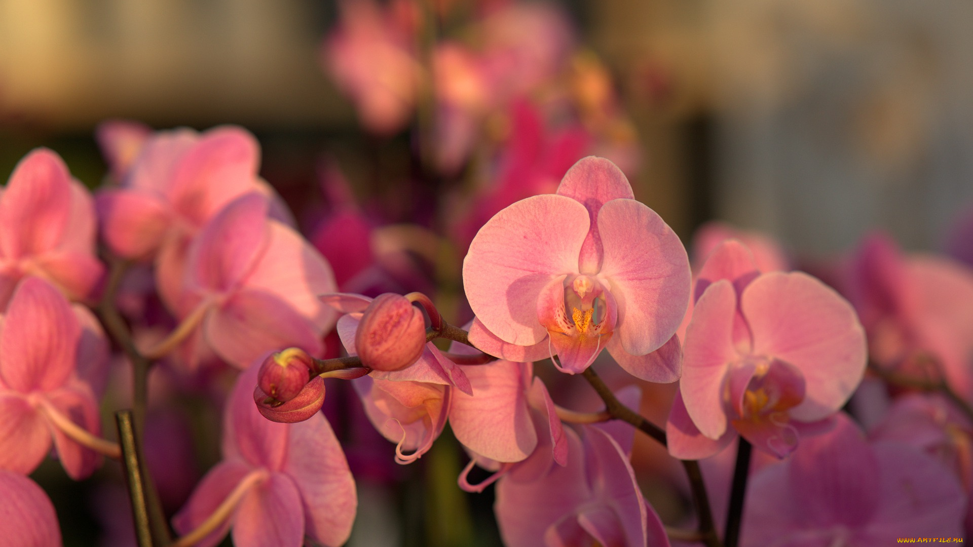 цветы, орхидеи, орхидея, цветок, почка, цвести