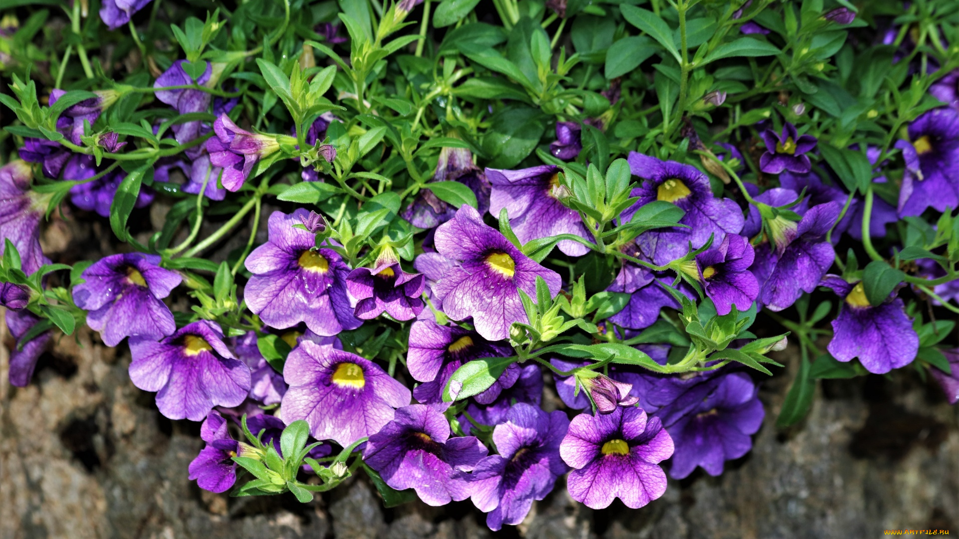 цветы, петунии, , калибрахоа, петуния