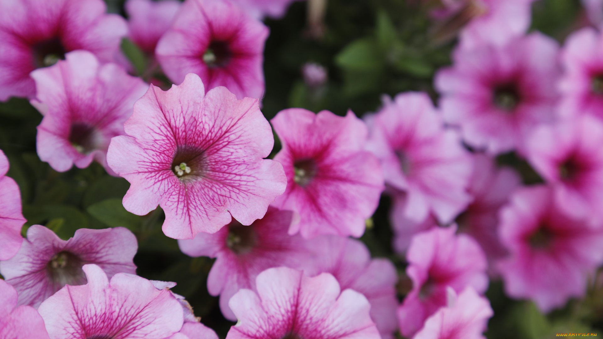 цветы, петунии, , калибрахоа, сад, весна, природа, лето, фиолетовый, розовый