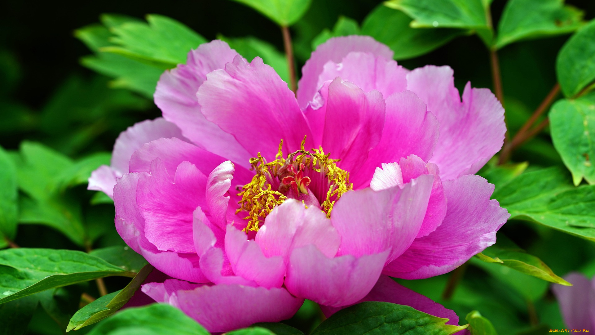 цветы, пионы, цветок, природа, лето