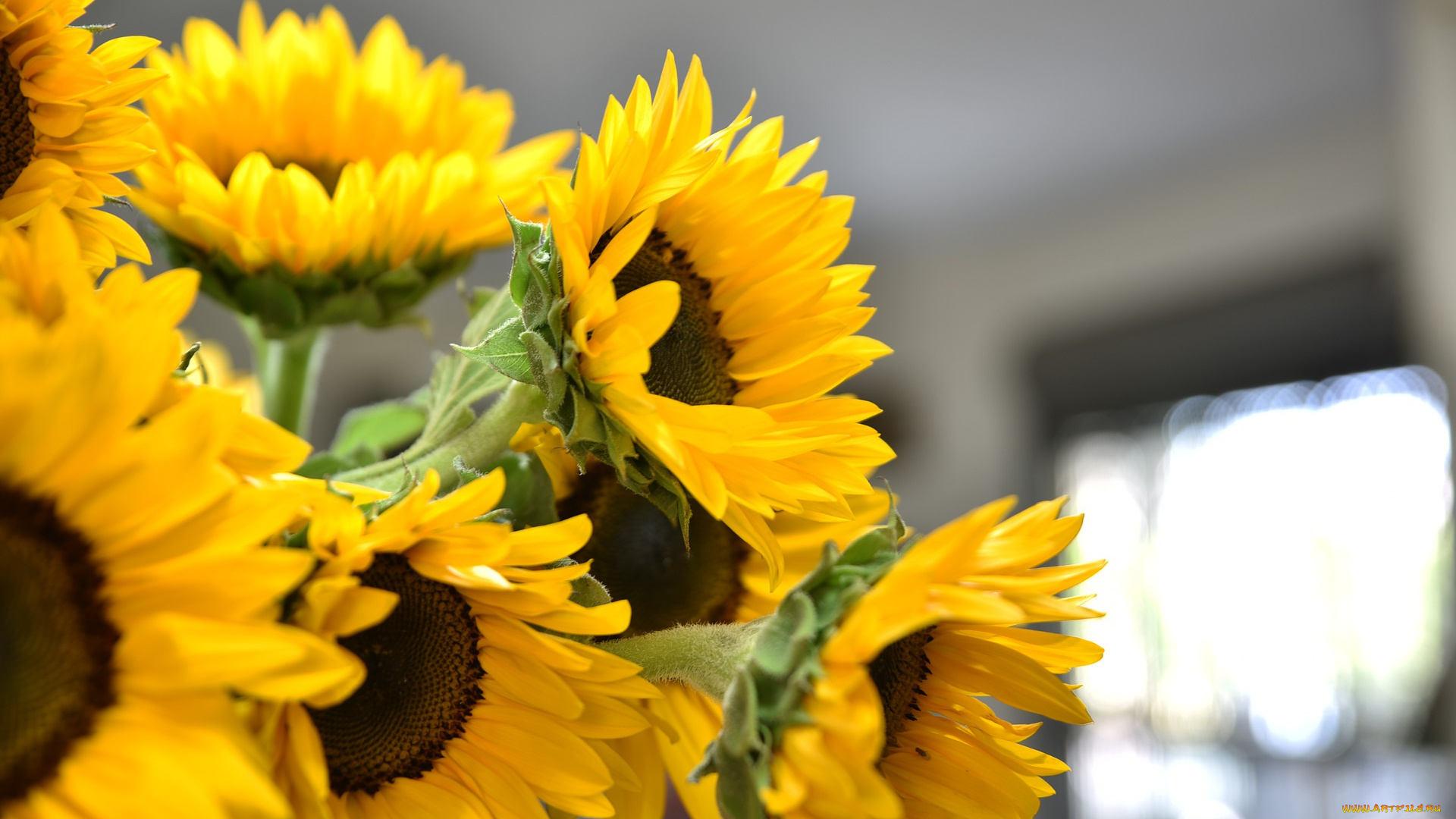 цветы, подсолнухи, солнце, подсолнечник, цветок, желтый, природа