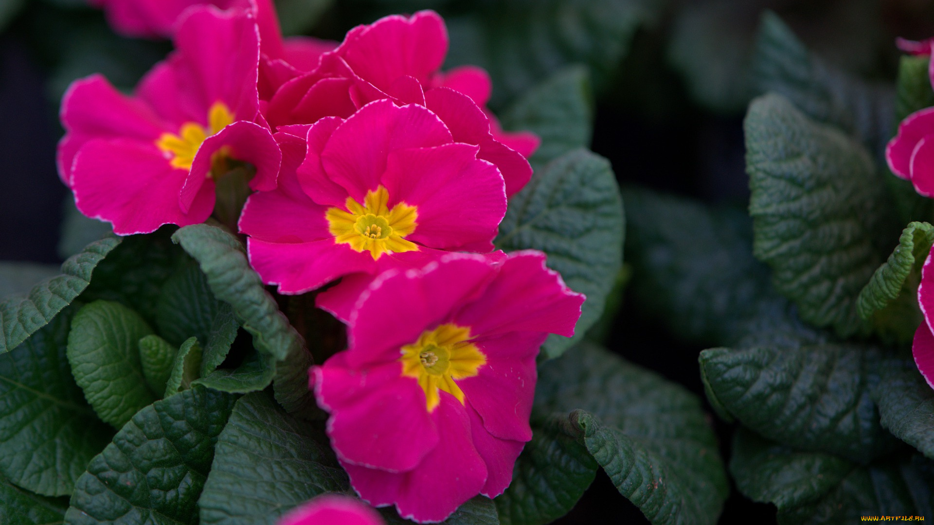 цветы, примулы, весна, первоцвет, весенний, цветок, весенние