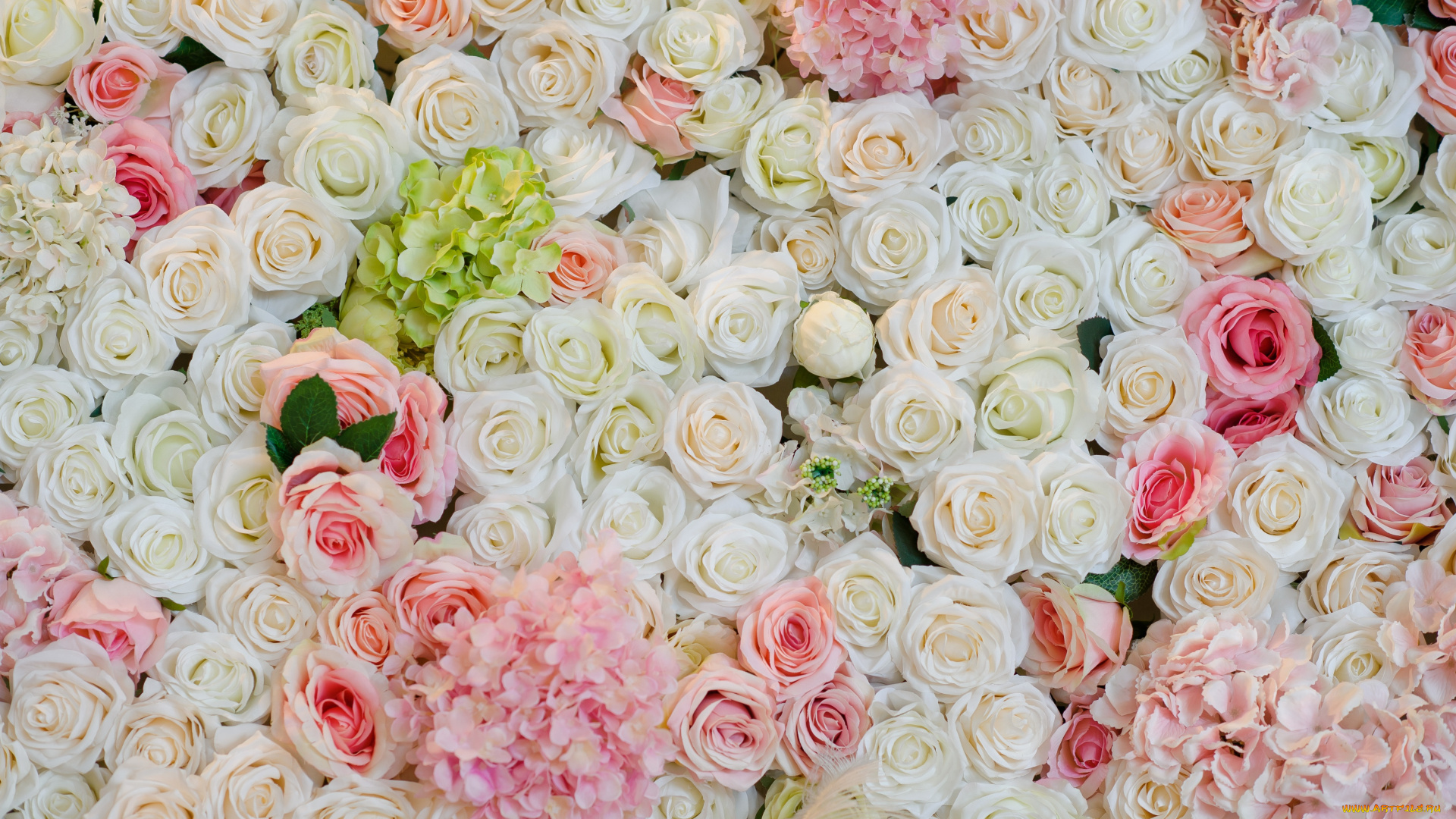 цветы, разные, вместе, рлзы