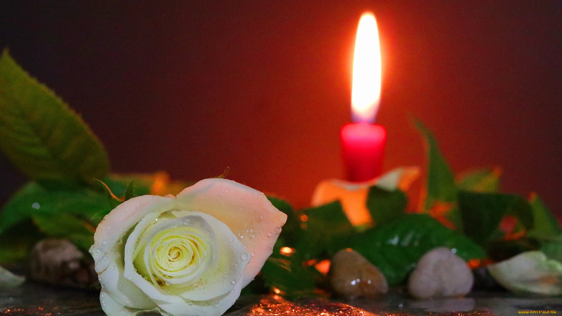 цветы, розы, роза, цветок, бутон, свеча
