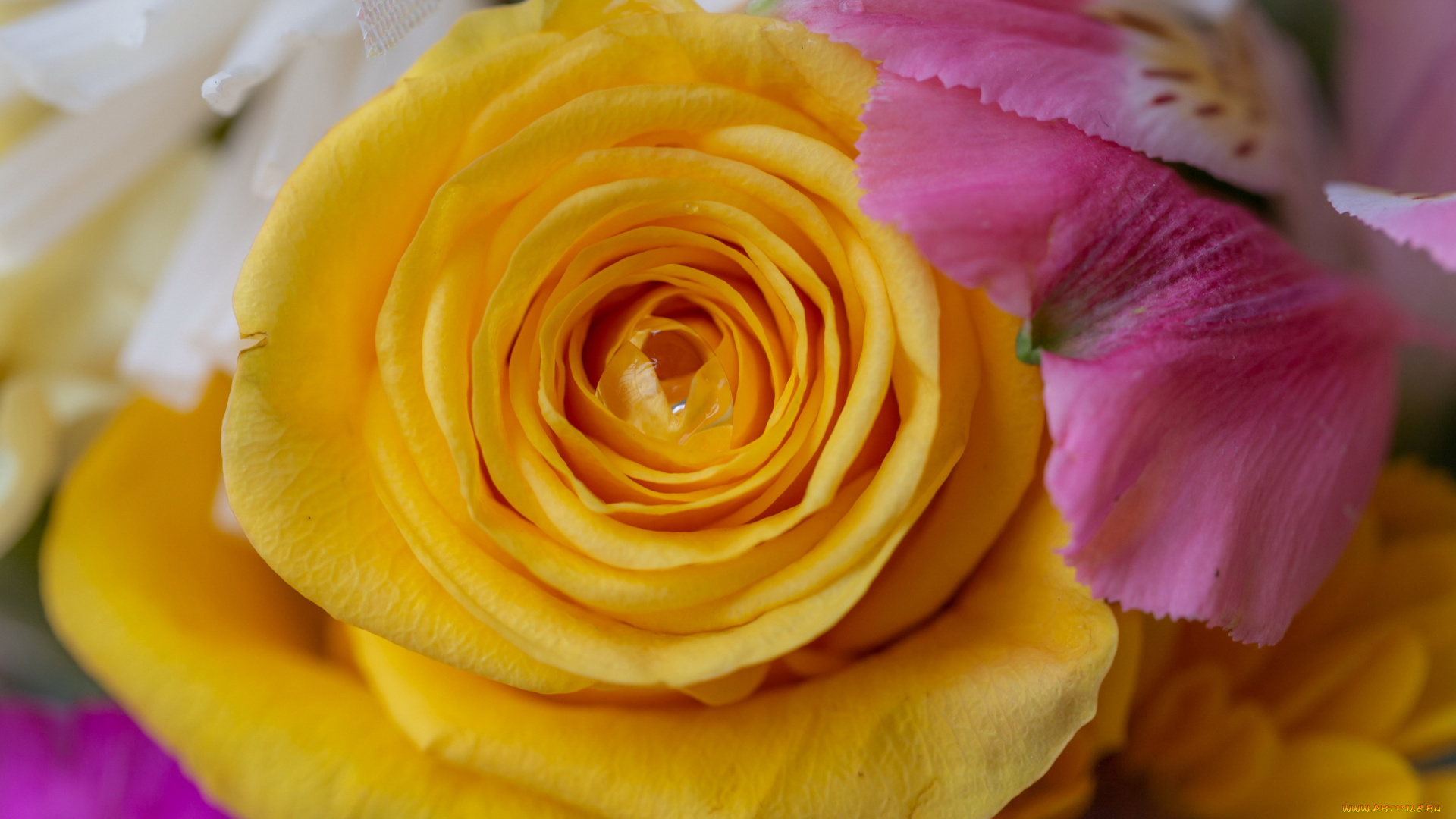 цветы, розы, роза, макро