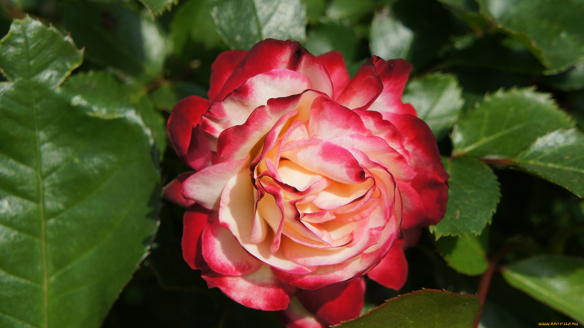 цветы, розы, розовый, сад, цветок, весна, природа