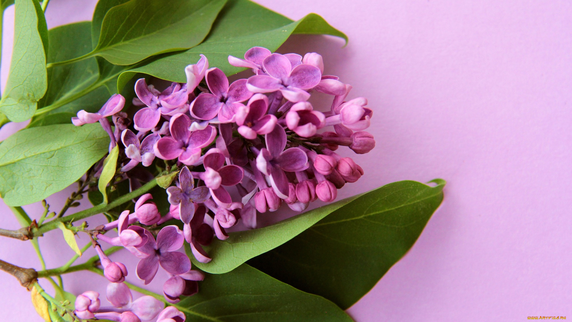 цветы, сирень, фиолетовый, карты, цветок