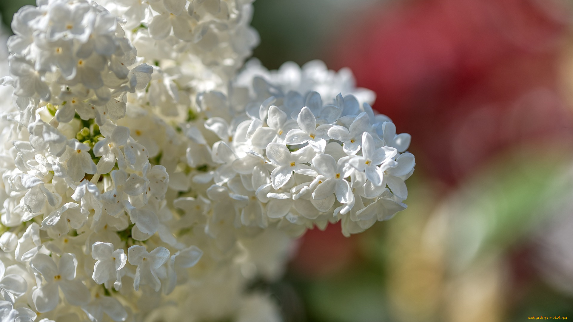 цветы, сирень, оливкового, урожая, белый, цветение, дерево, весна, сад, флора