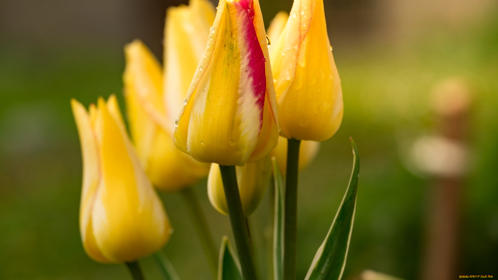 цветы, тюльпаны, цветок, тюльпан, жёлтый, весна, сад, природа