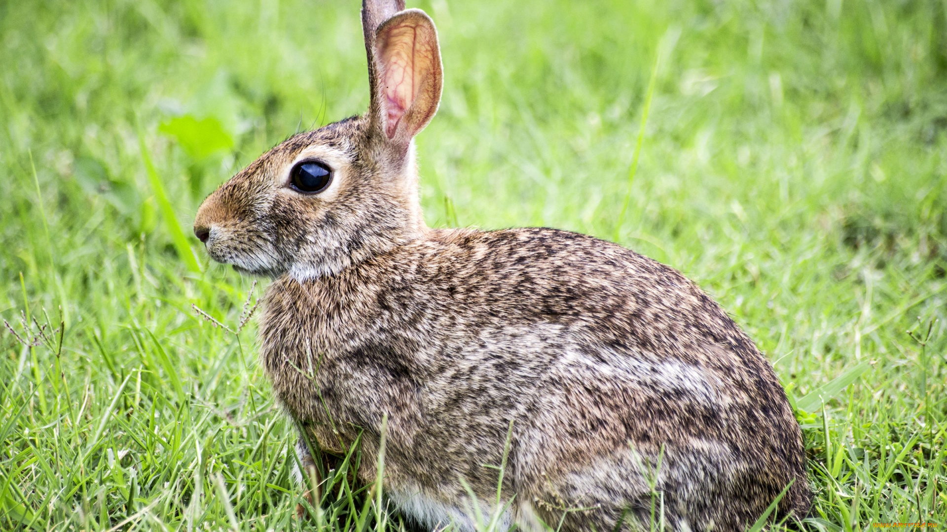 кролик, животные, кролики, , зайцы, трава
