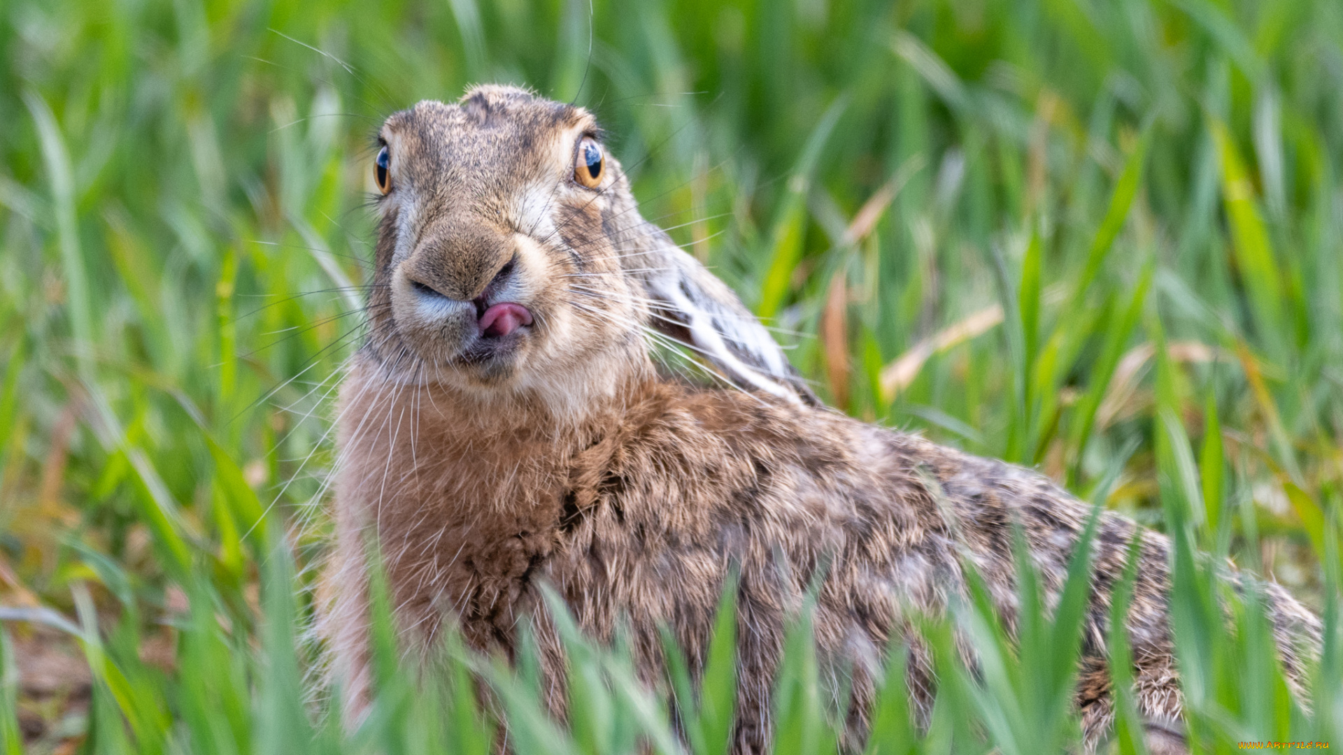 животные, кролики, , зайцы, природа, трава, язык, заяц