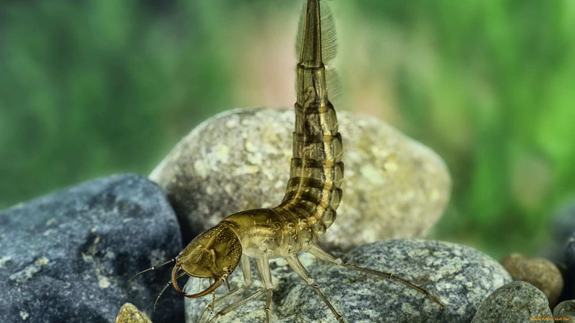 животные, насекомые, личинка, стрекозы