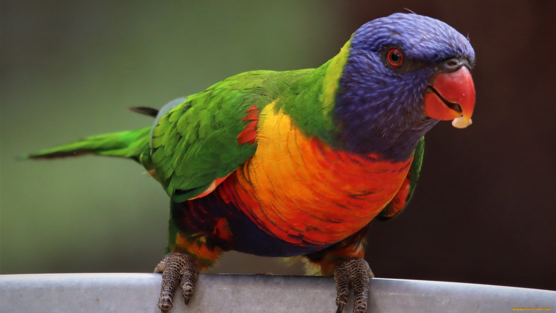животные, попугаи, многоцветный, лорикет, еда, птица, наблюдение