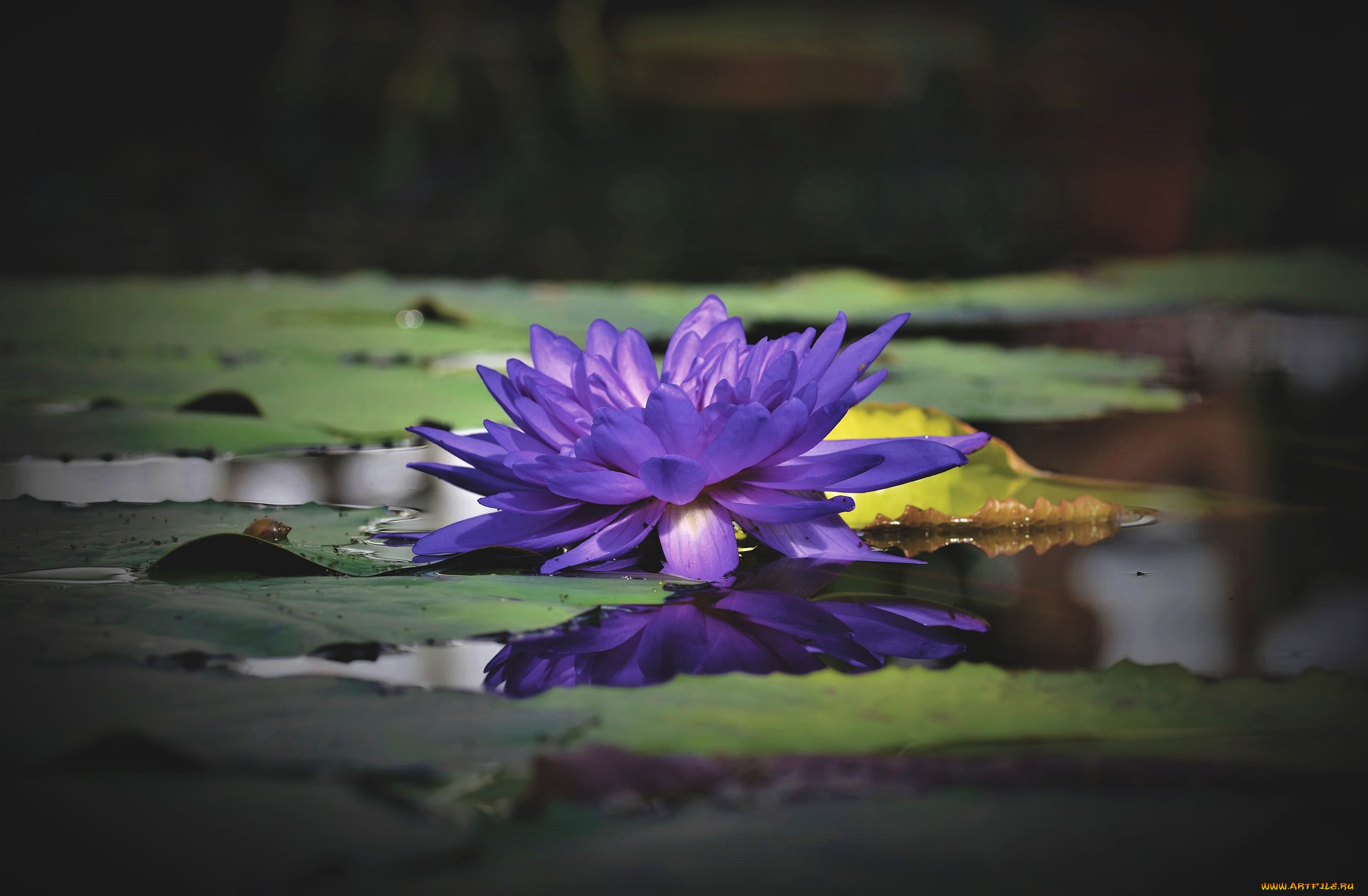 цветы, лилии, водяные, , нимфеи, , кувшинки, водяная, лилия, пруд, озеро, кувшинки, цветок