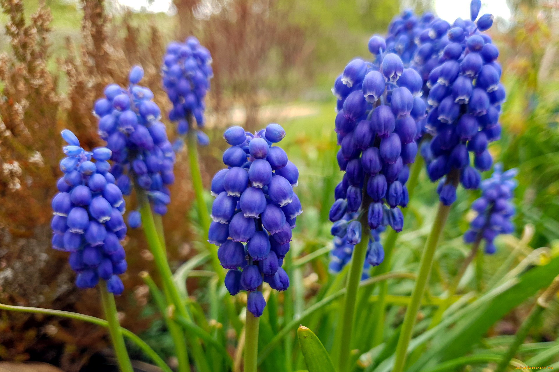 цветы, мускари, синий