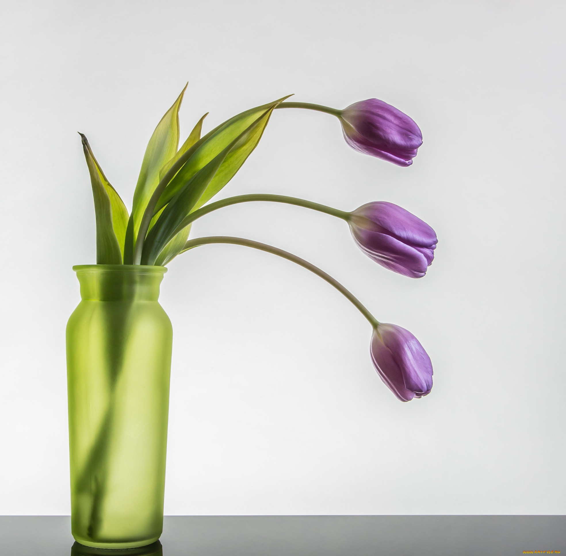 цветы, тюльпаны