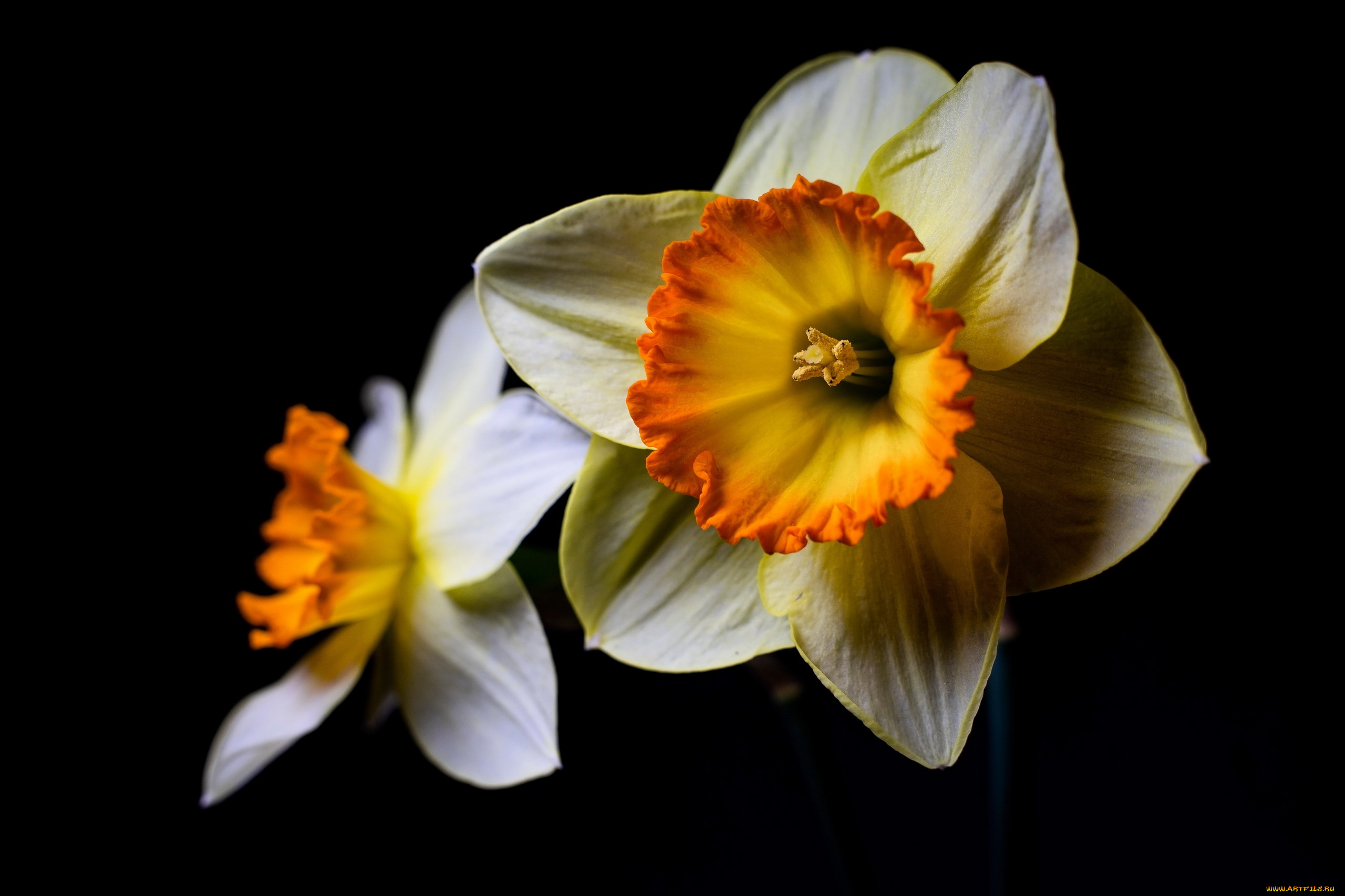 цветы, нарциссы, макро