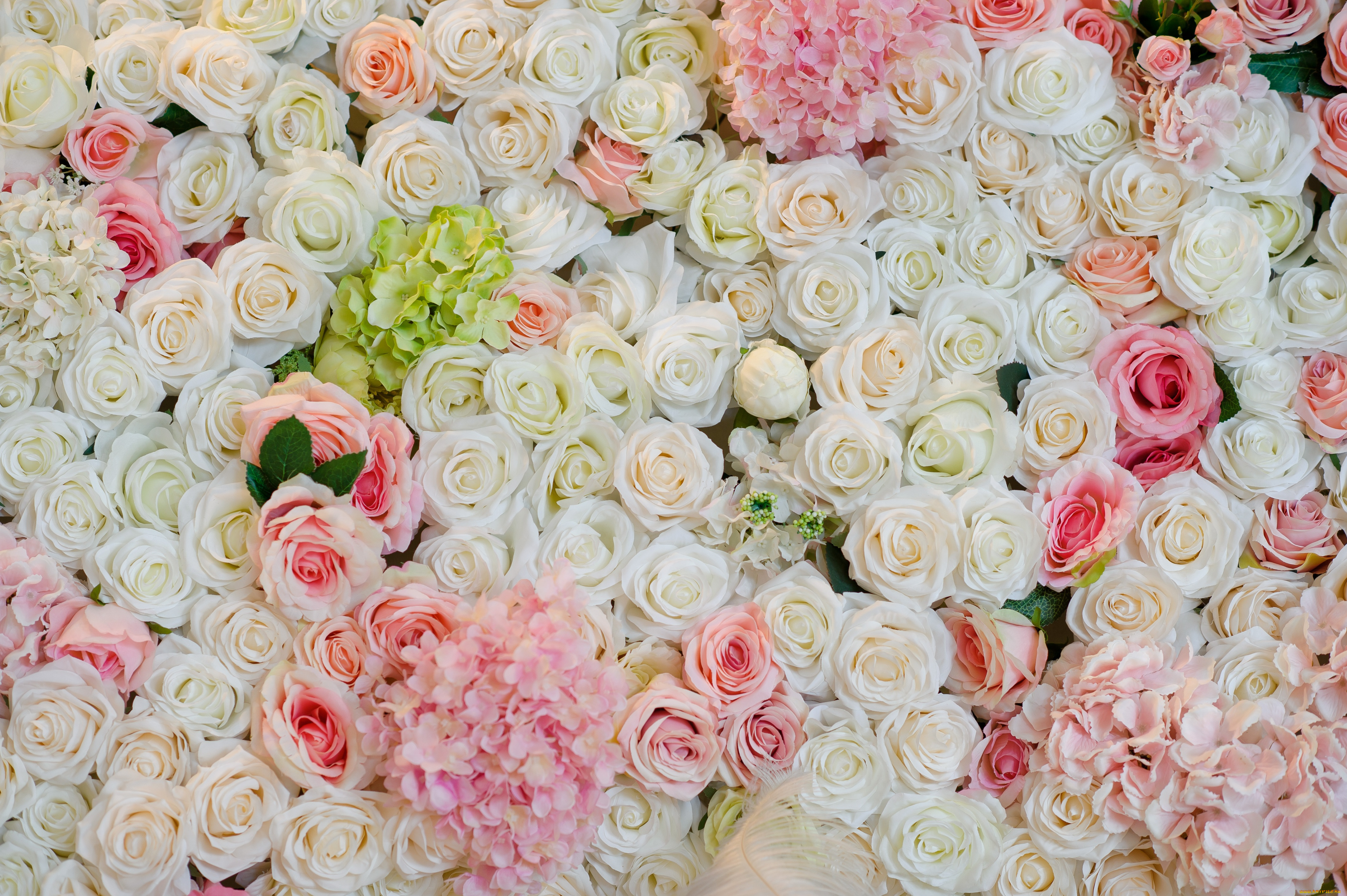 цветы, разные, вместе, рлзы