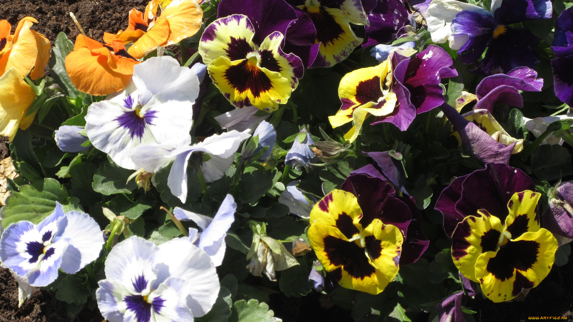 цветы, анютины, глазки, , садовые, фиалки, анютины, глазки