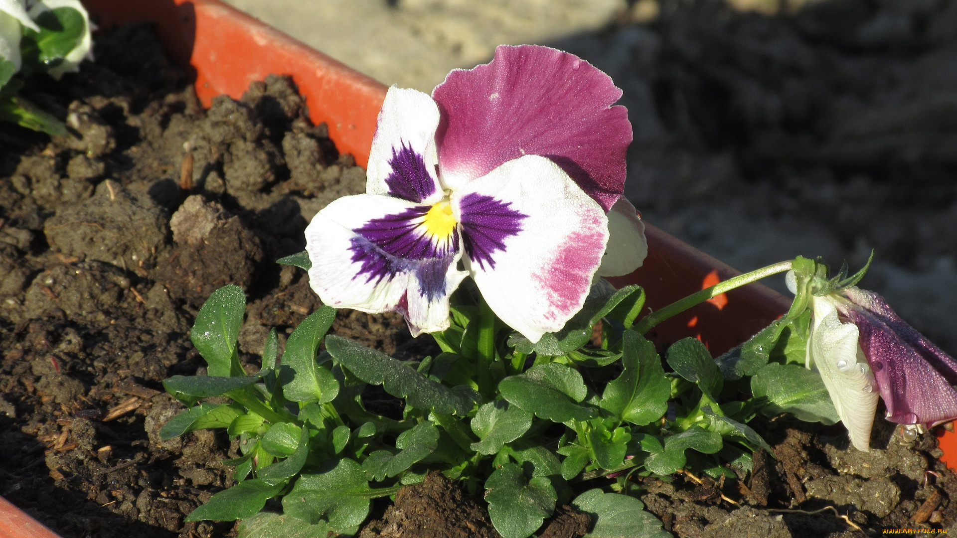 цветы, анютины, глазки, , садовые, фиалки, анютины, глазки