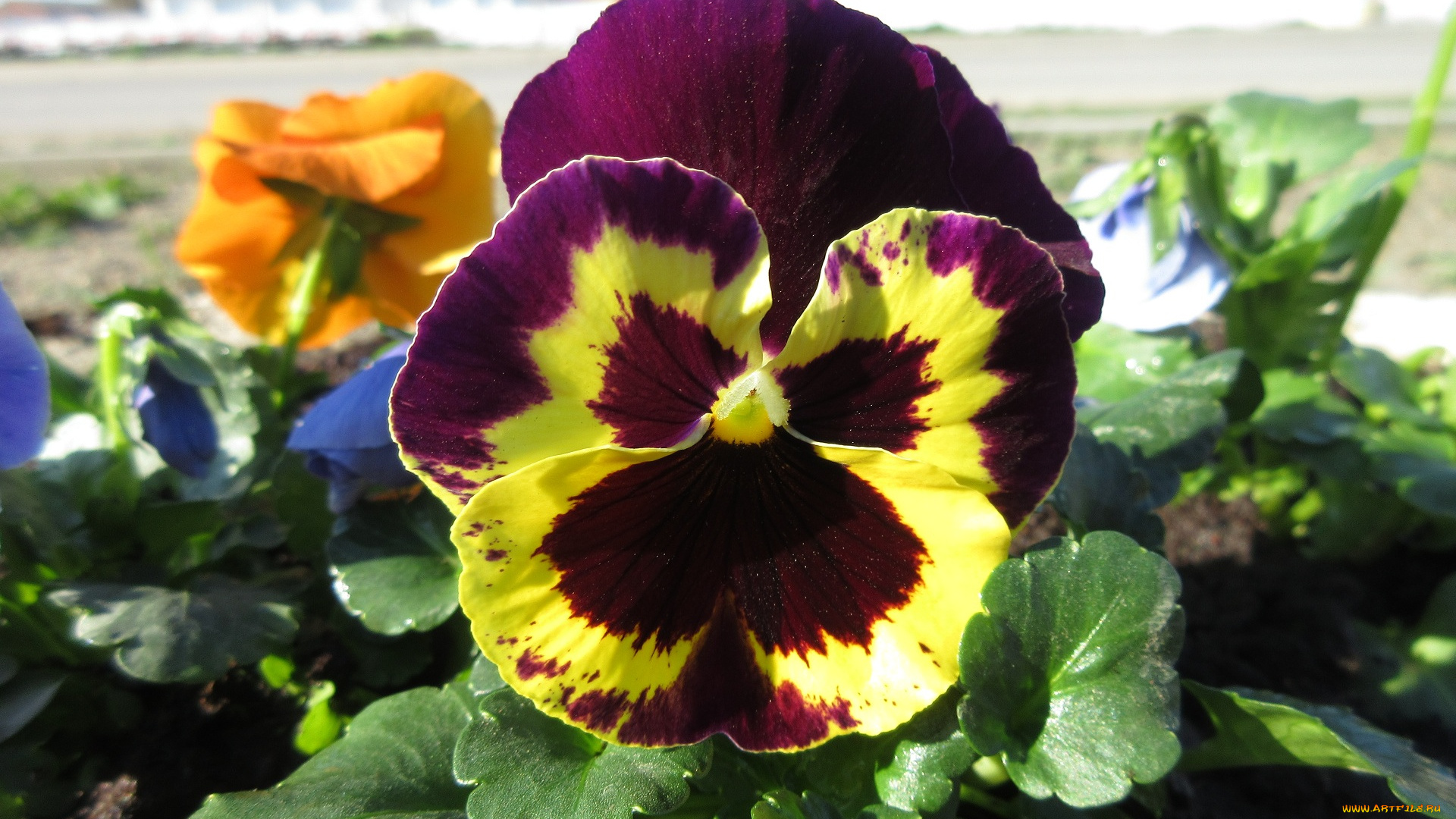 цветы, анютины, глазки, , садовые, фиалки, анютины, глазки