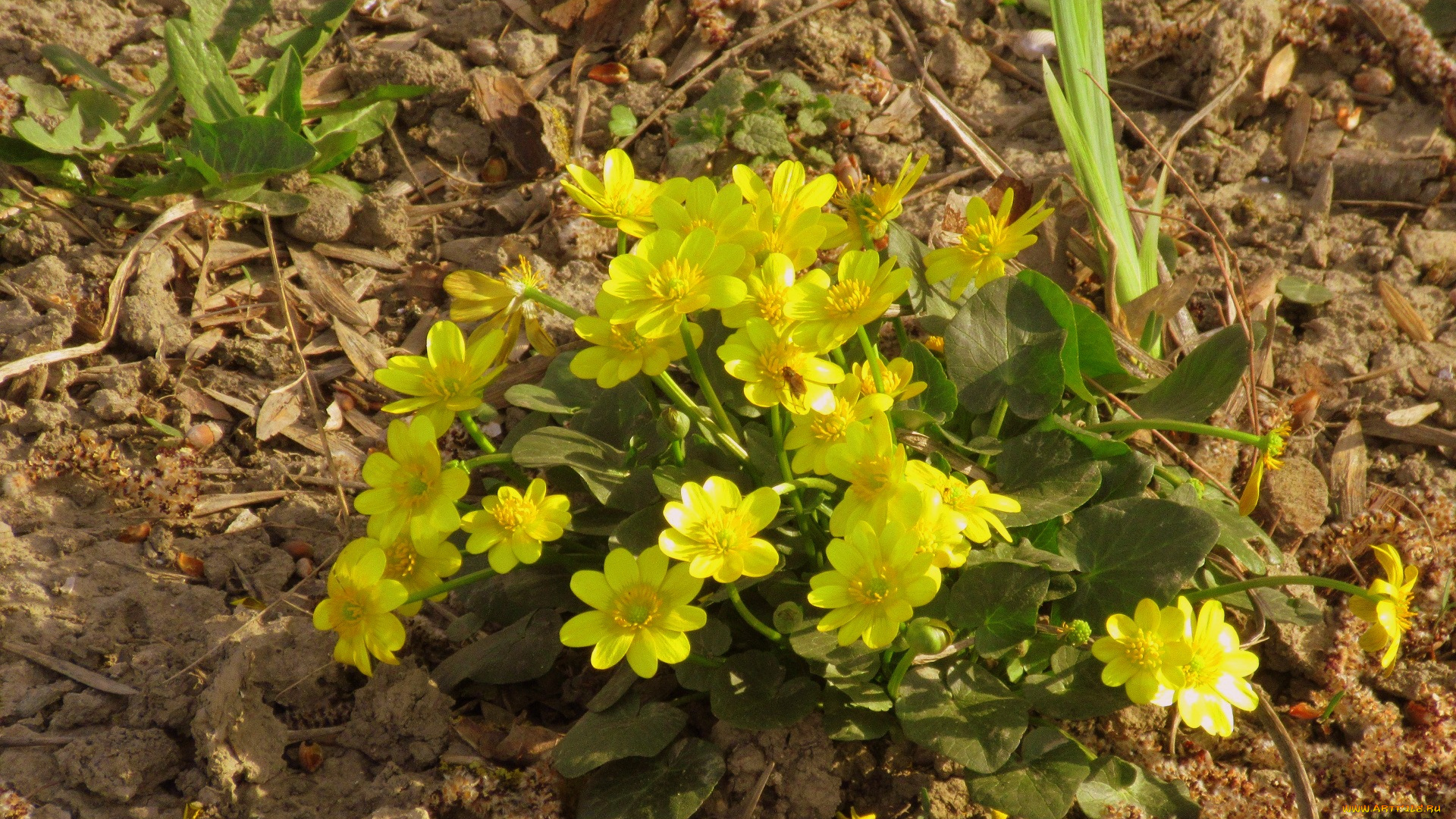 цветы, калужницы, , лютики, жёлтые