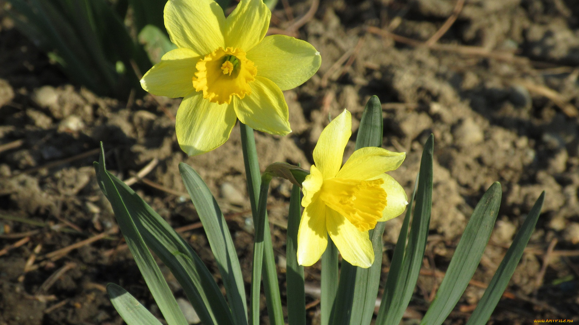 цветы, нарциссы
