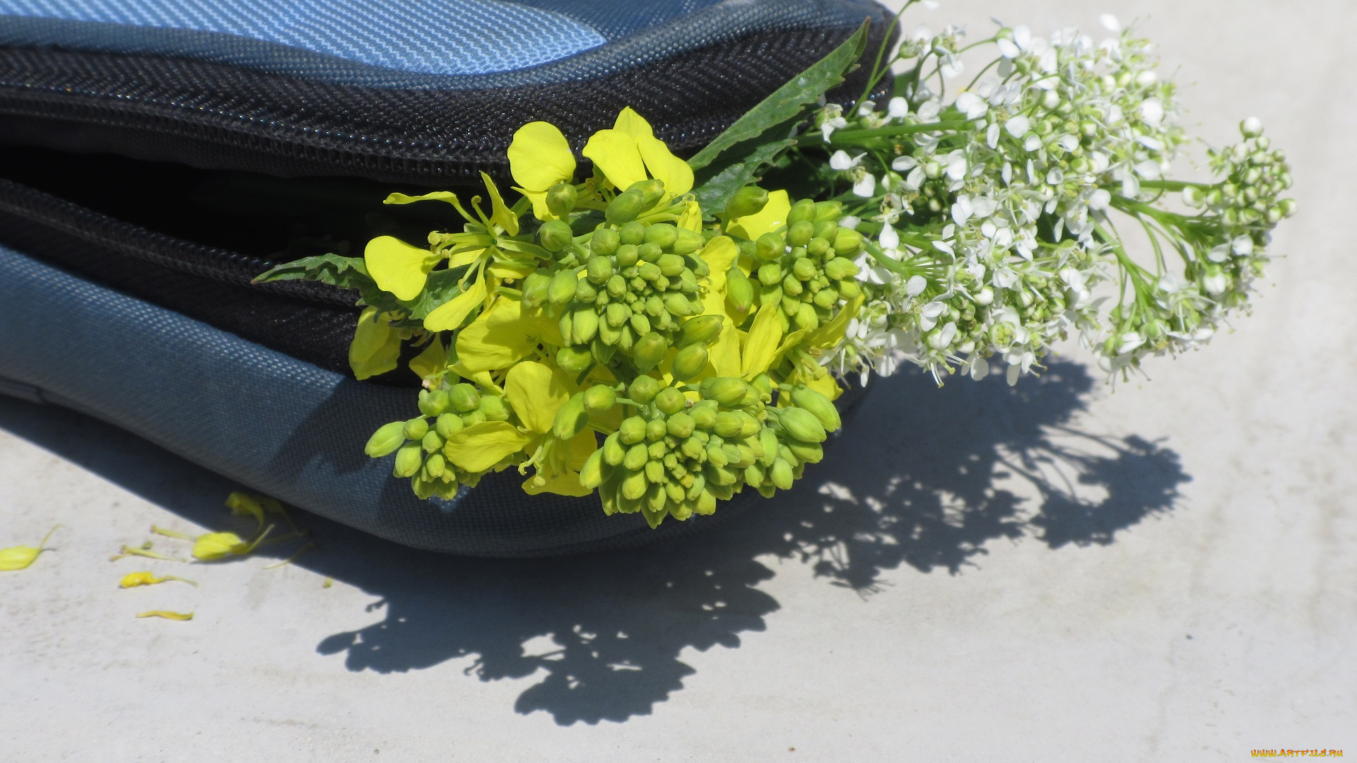 цветы, разные, вместе, букетик