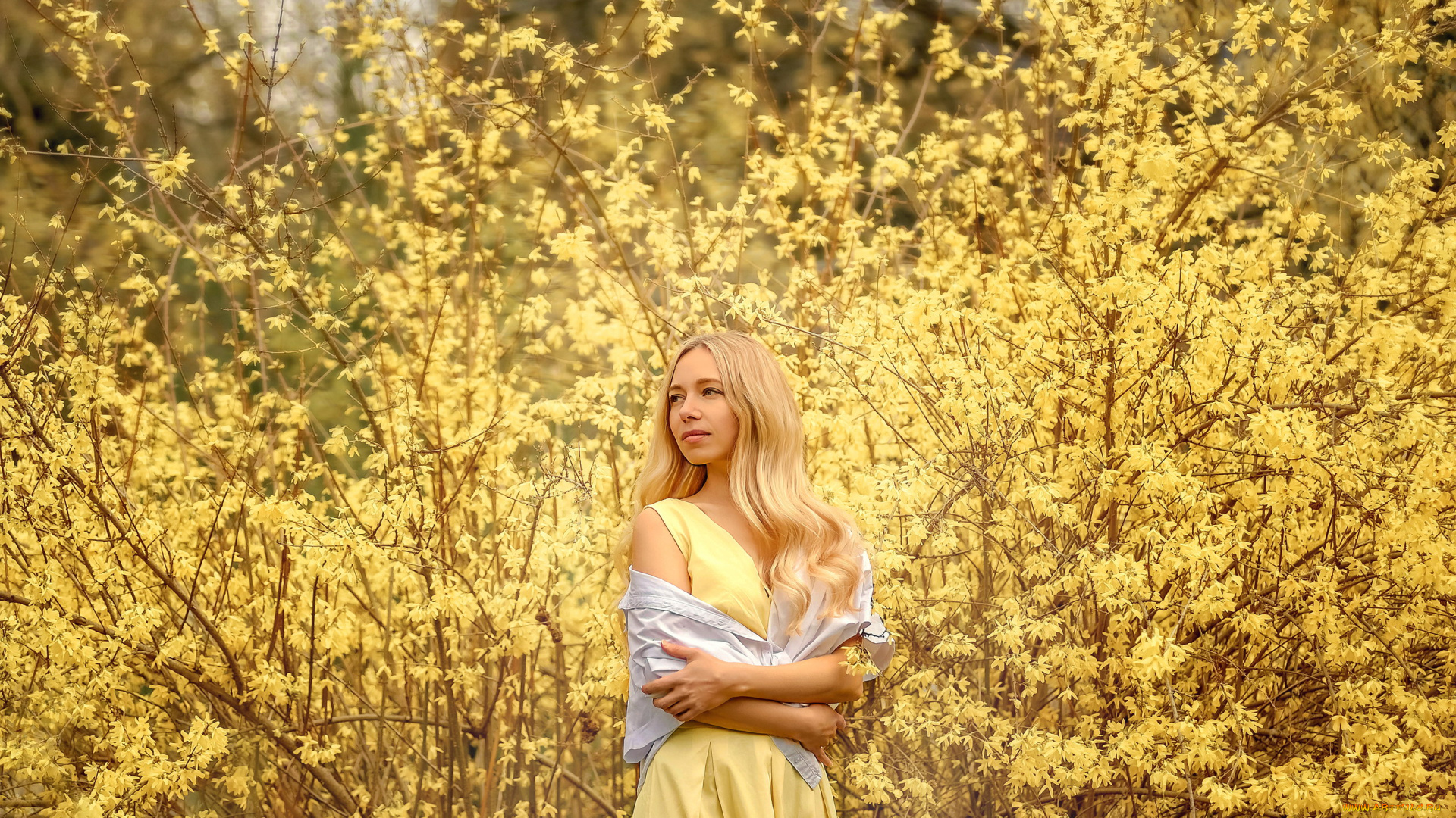 девушки, -, блондинки, , светловолосые, блондинка, платье, кусты, цветение