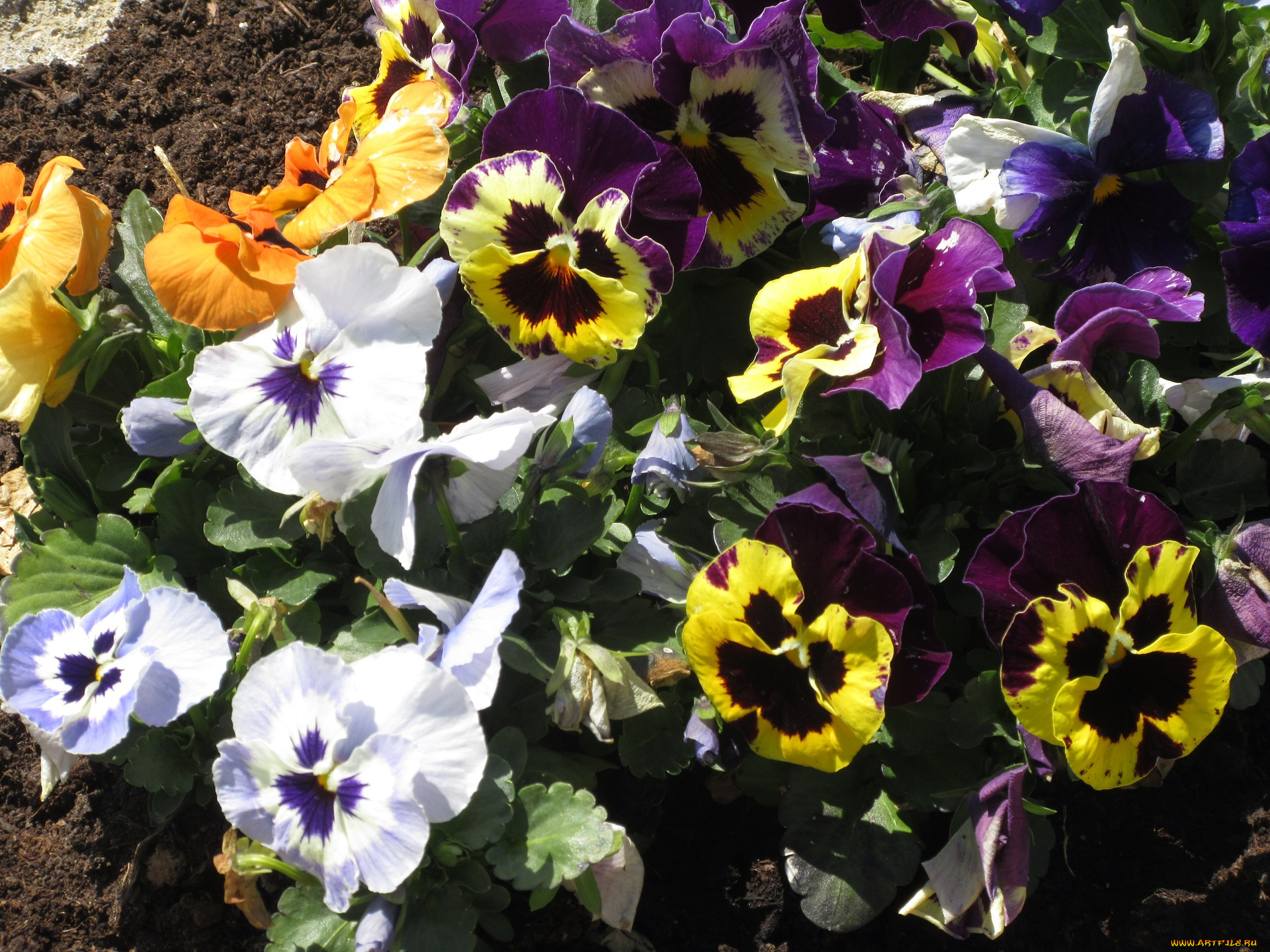цветы, анютины, глазки, , садовые, фиалки, анютины, глазки
