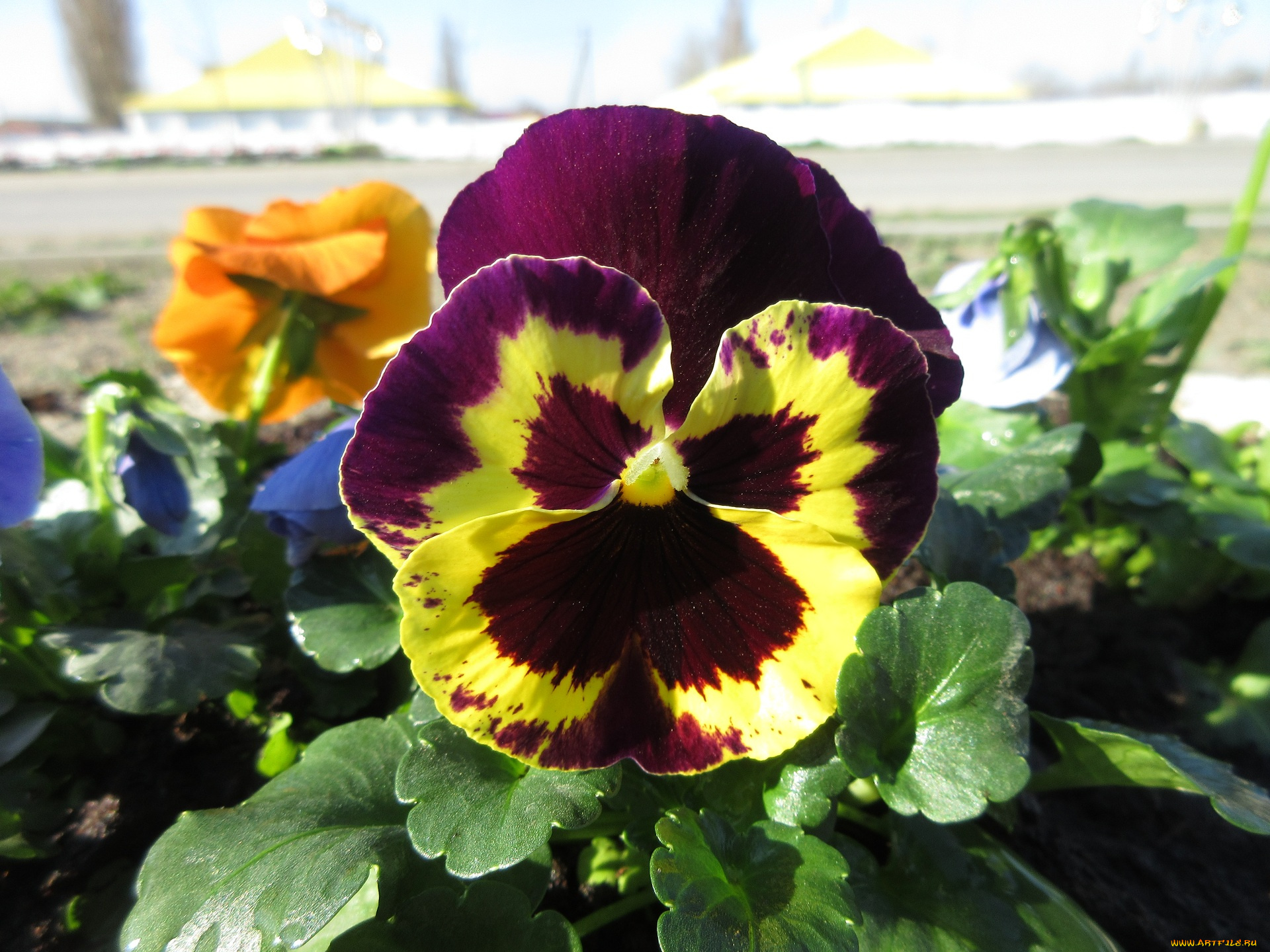 цветы, анютины, глазки, , садовые, фиалки, анютины, глазки