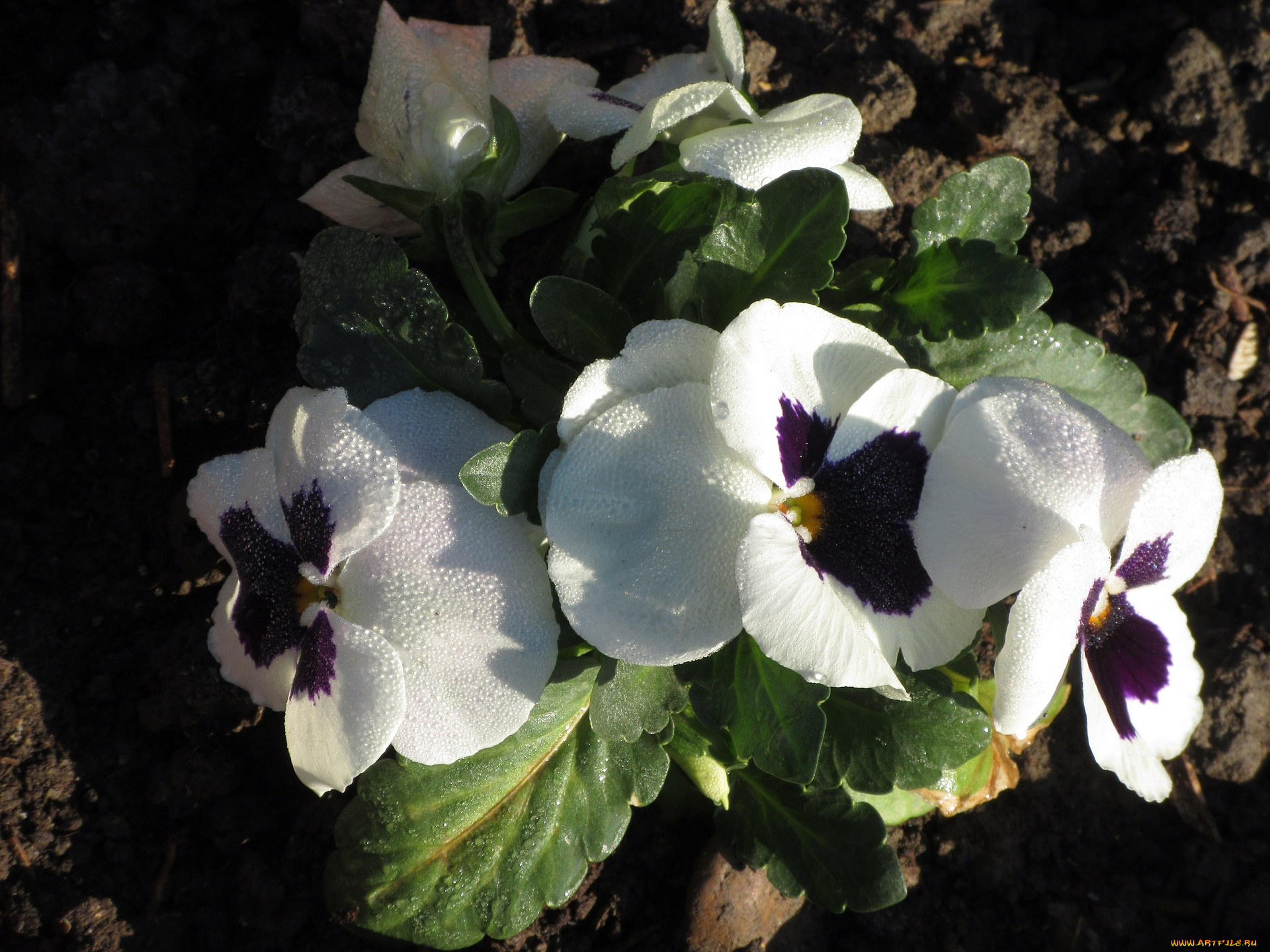 цветы, анютины, глазки, , садовые, фиалки, анютины, глазки