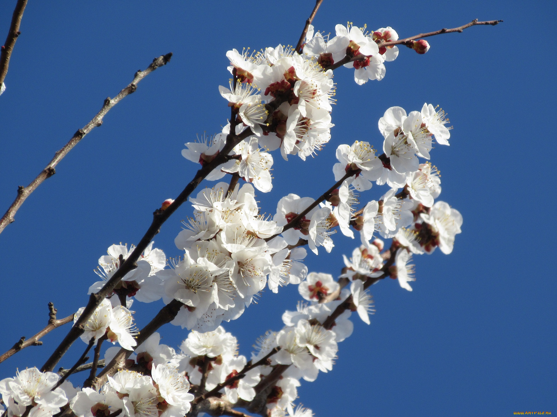 цветы, цветущие, деревья, , , кустарники, абрикос