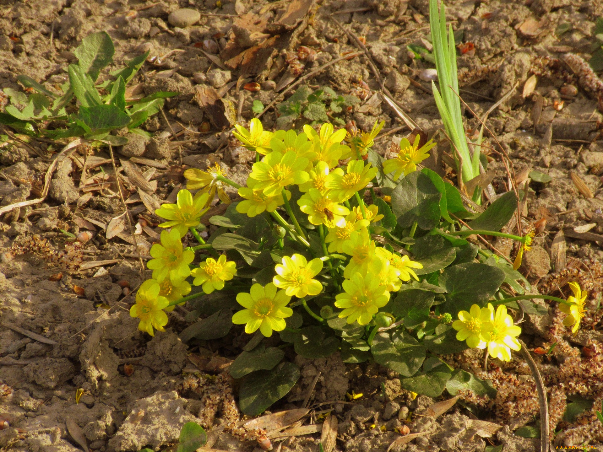 цветы, калужницы, , лютики, жёлтые