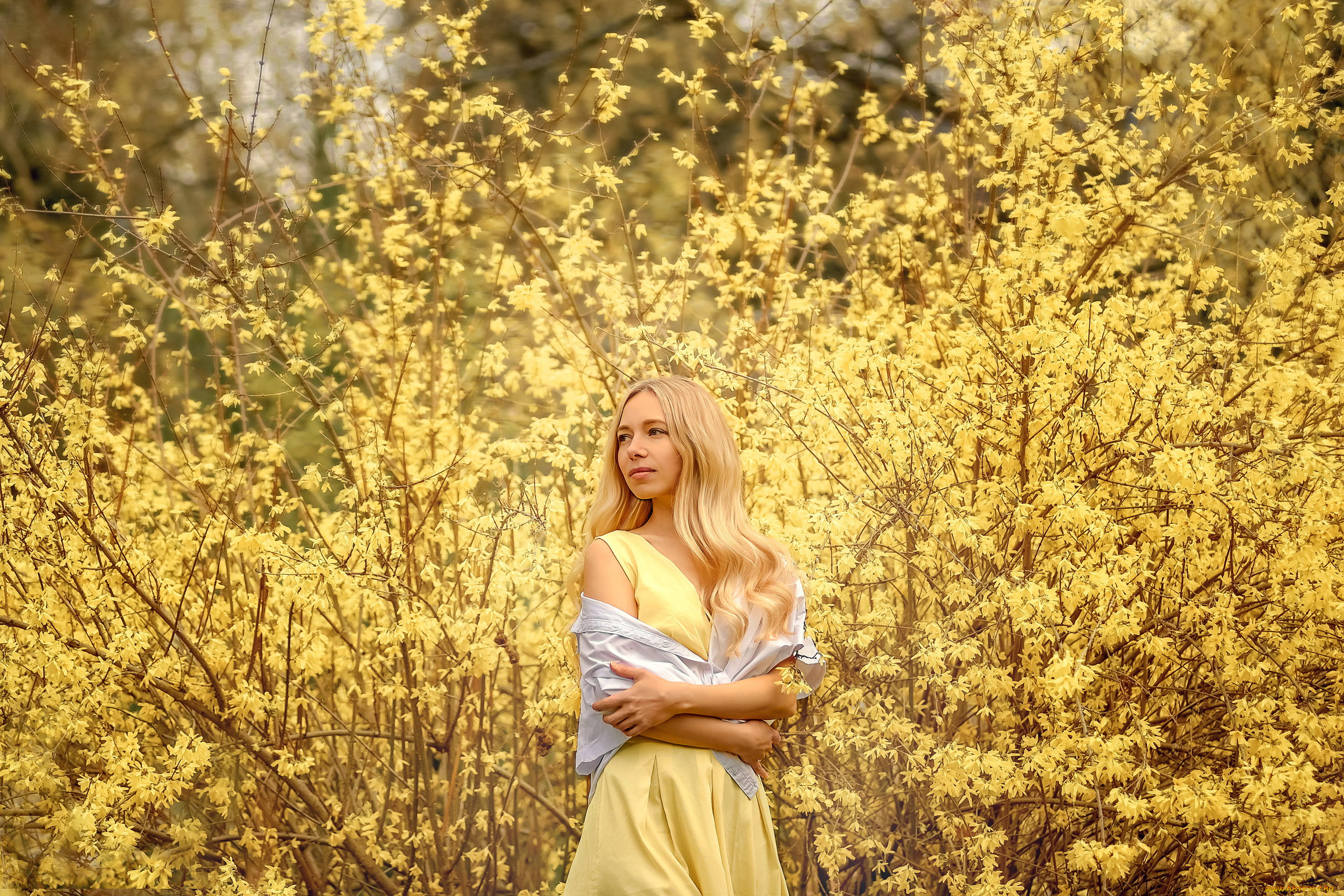 девушки, -, блондинки, , светловолосые, блондинка, платье, кусты, цветение