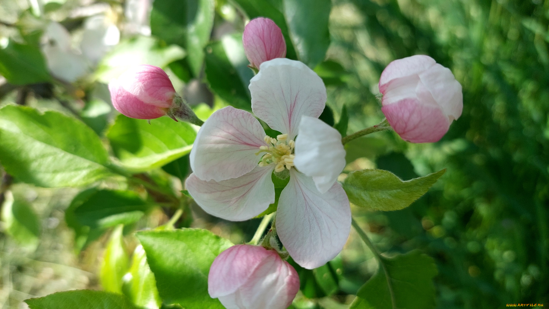 цветы, цветущие, деревья, , , кустарники, яблоня, цветение, весна, 2022